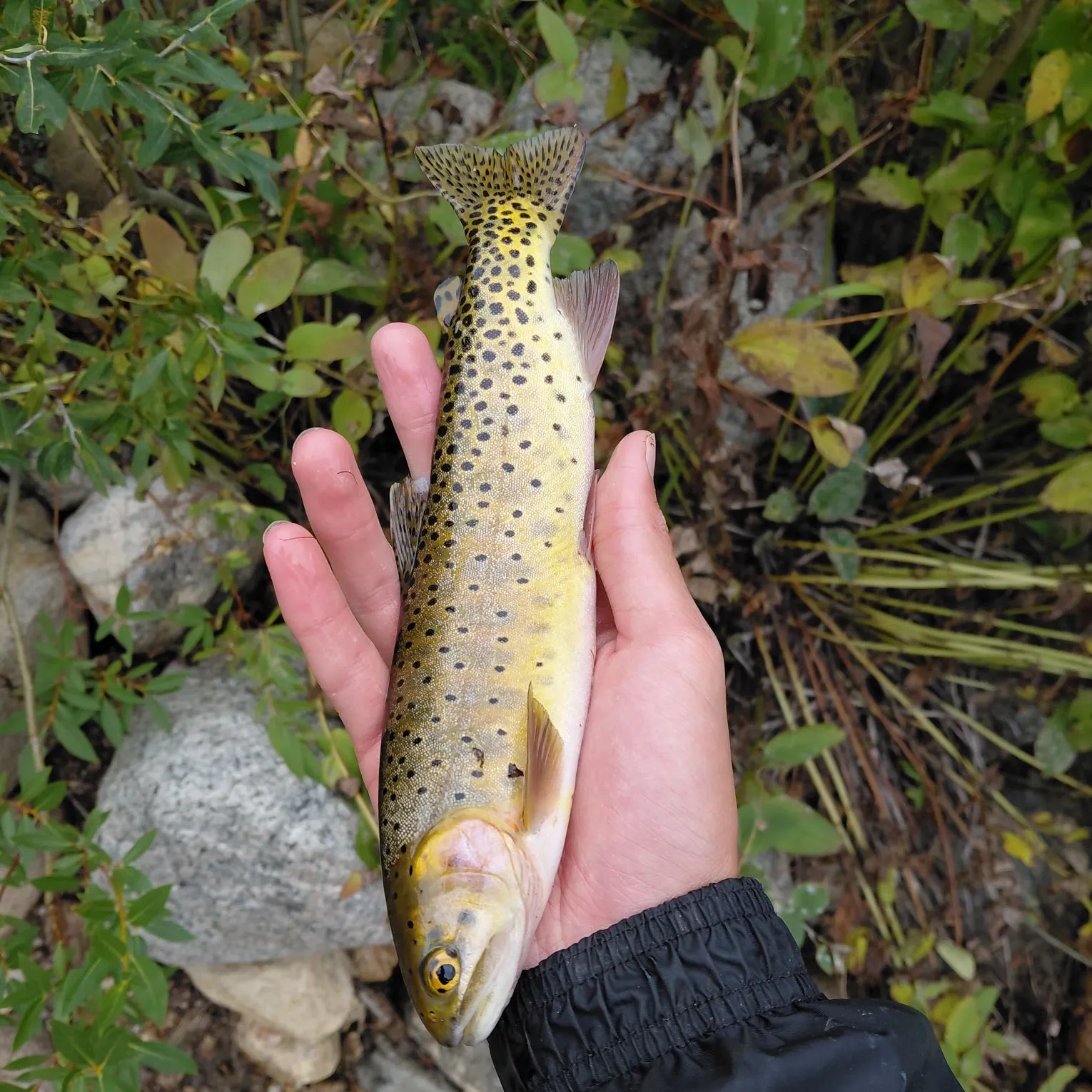 The most recent Colorado river cutthroat trout catches on Fishbrain