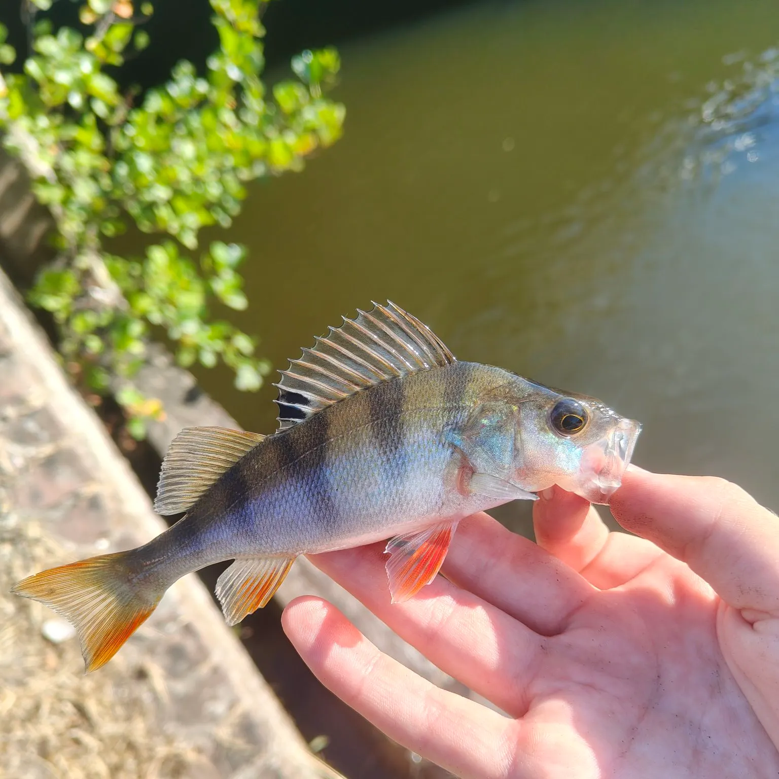 European perch caught on Fishbrain