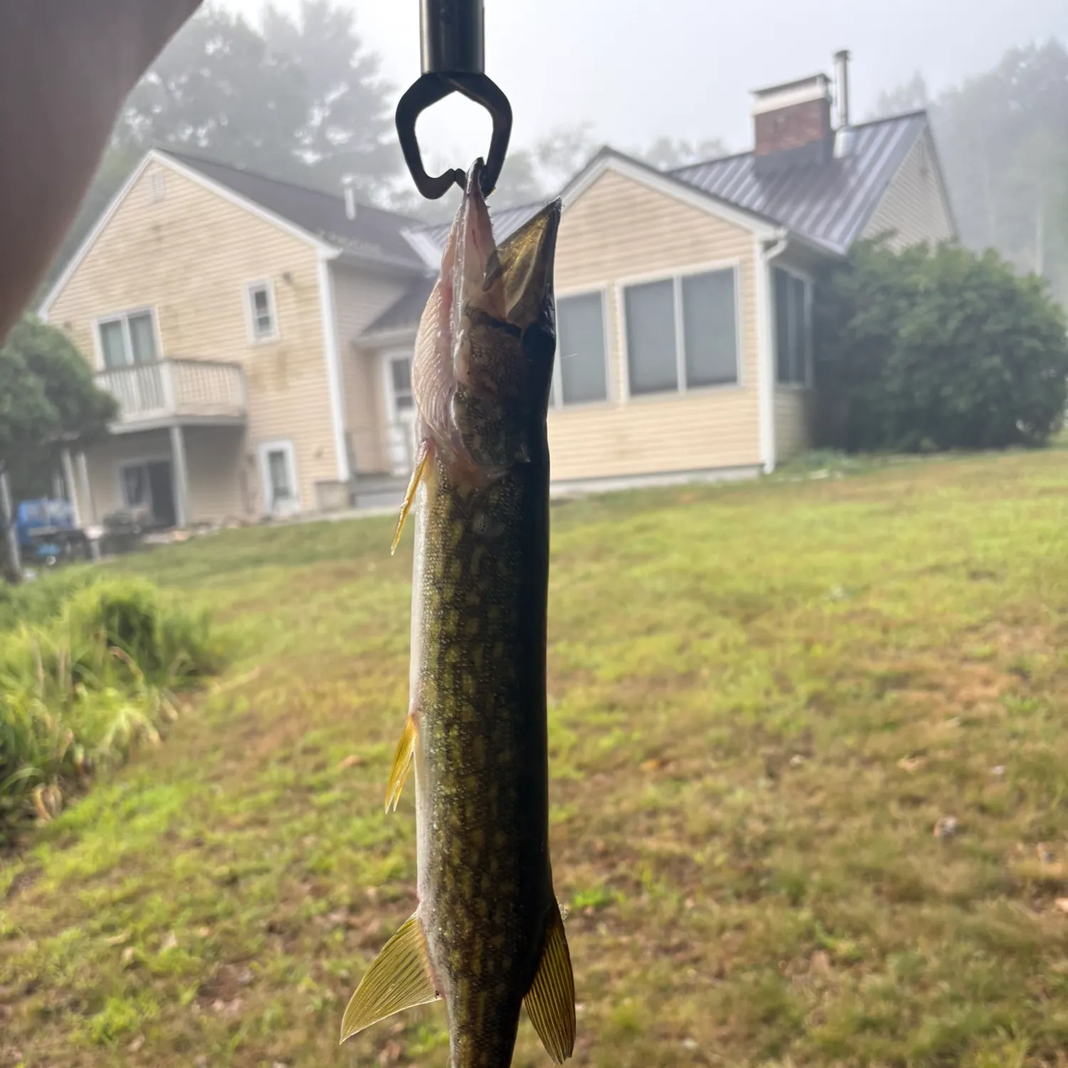 Chain pickerel caught on Fishbrain