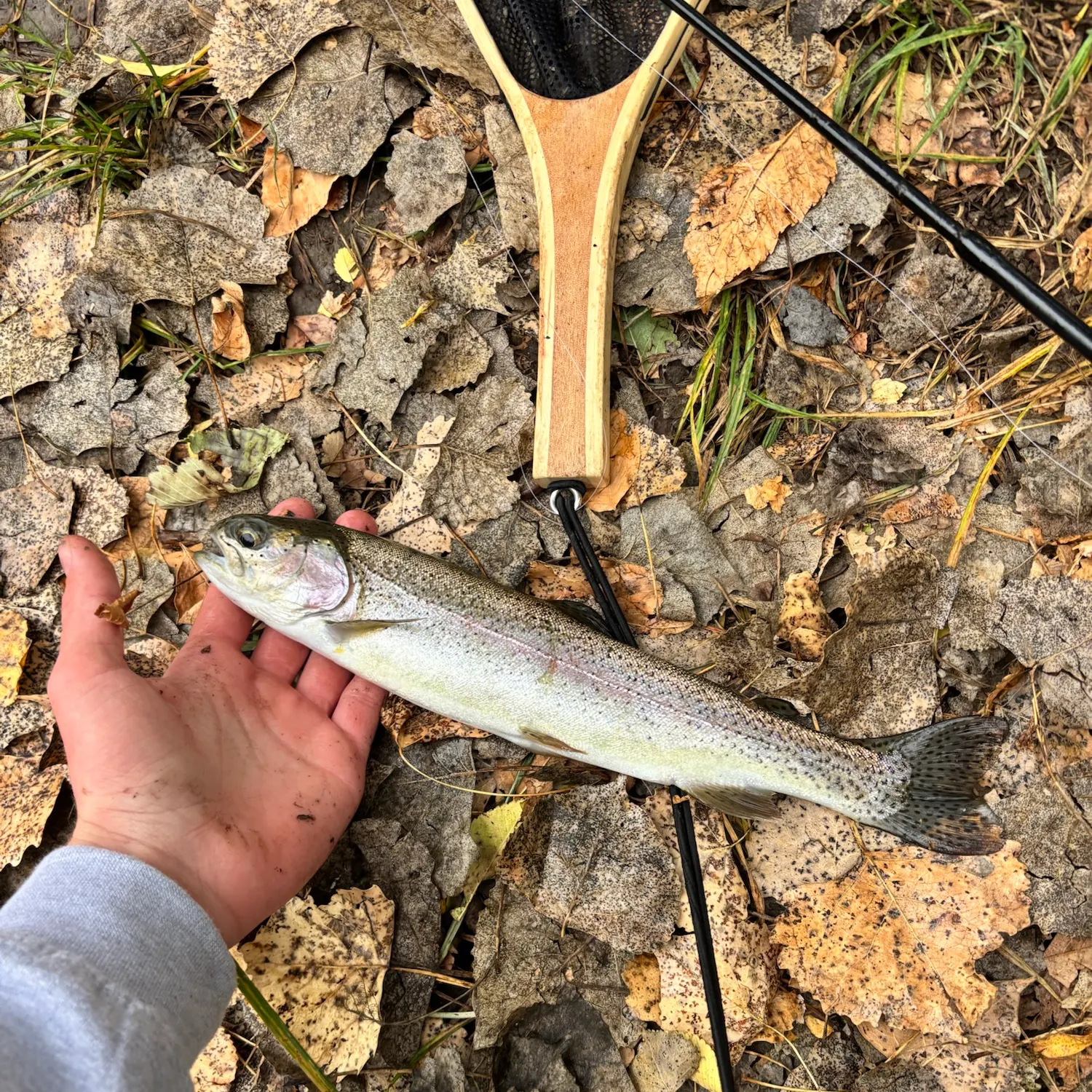 Rainbow trout caught on Fishbrain
