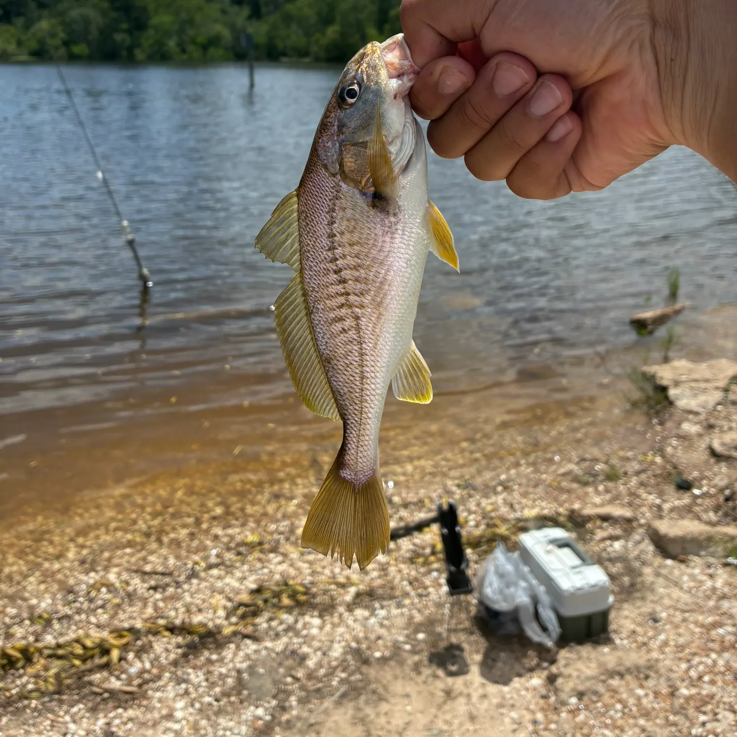 The most recent Atlantic croaker catches on Fishbrain