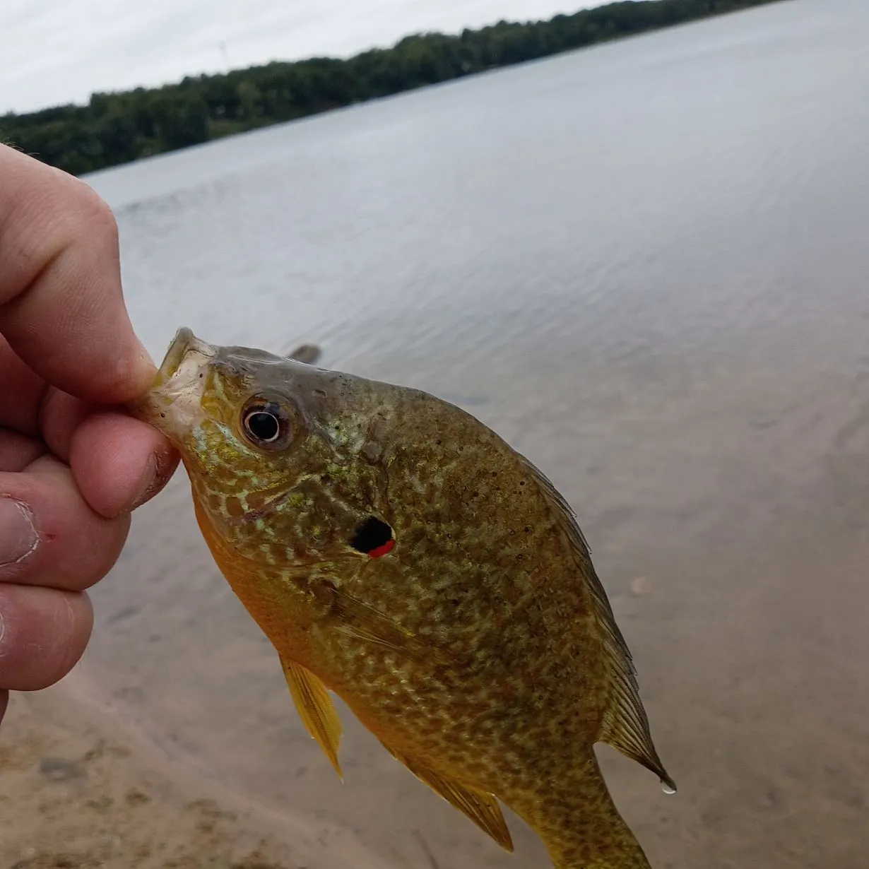 Pumpkinseed caught on Fishbrain