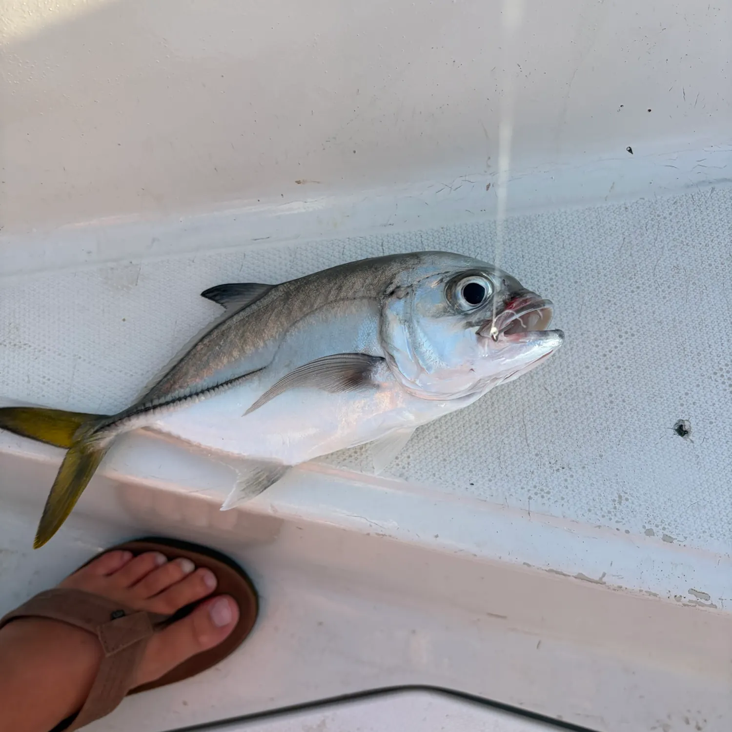 The most recent Permit catches on Fishbrain