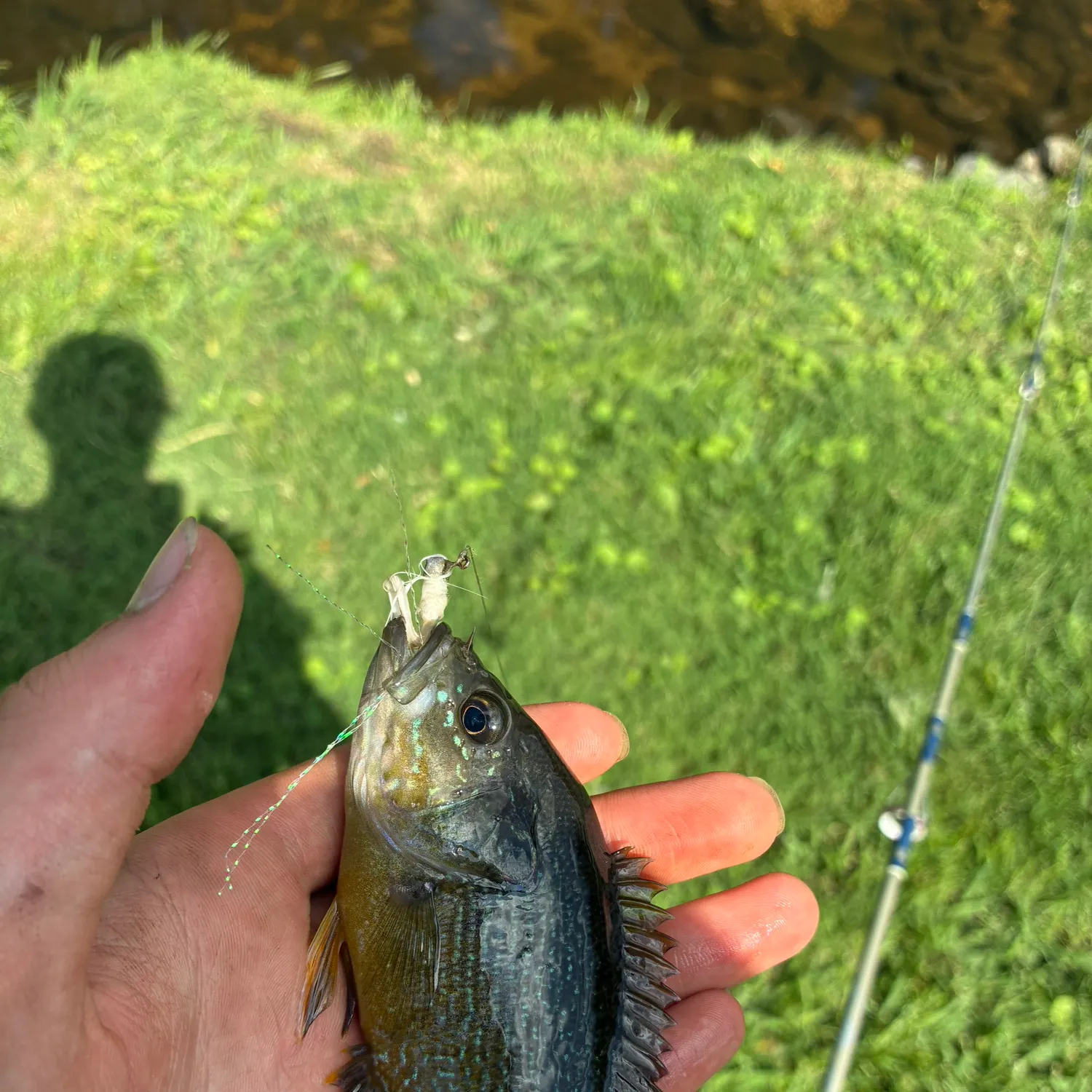 Green sunfish caught on Fishbrain