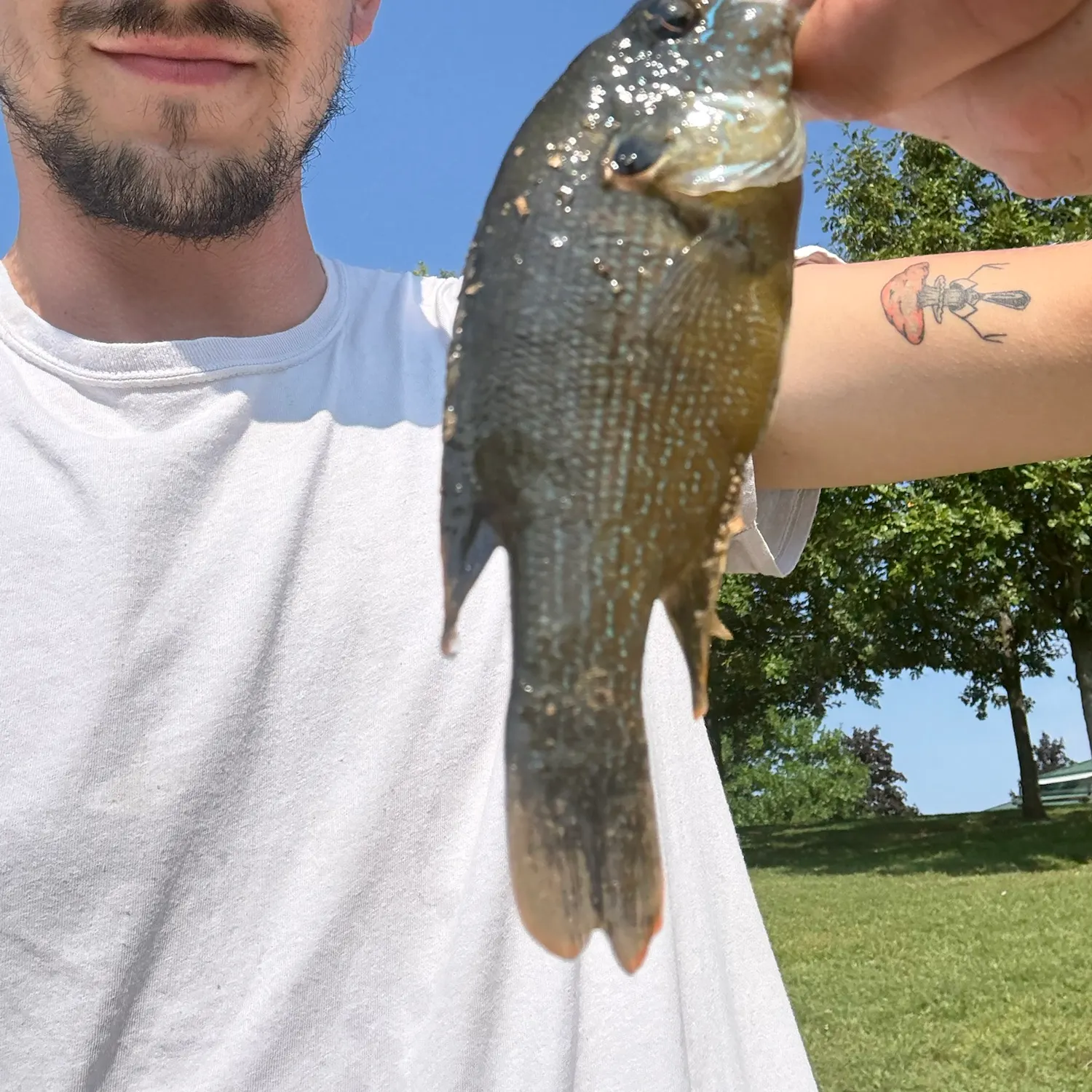 Green sunfish caught on Fishbrain