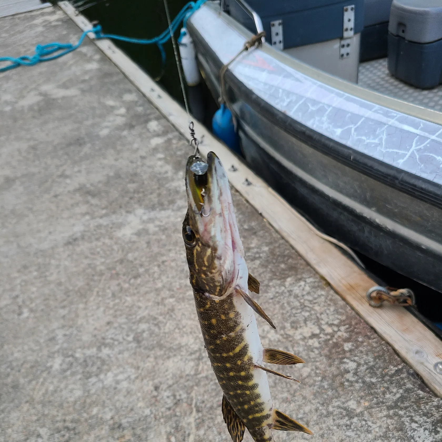 Northern pike caught on Fishbrain