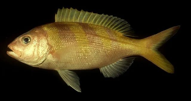 Oblique-banded snapper