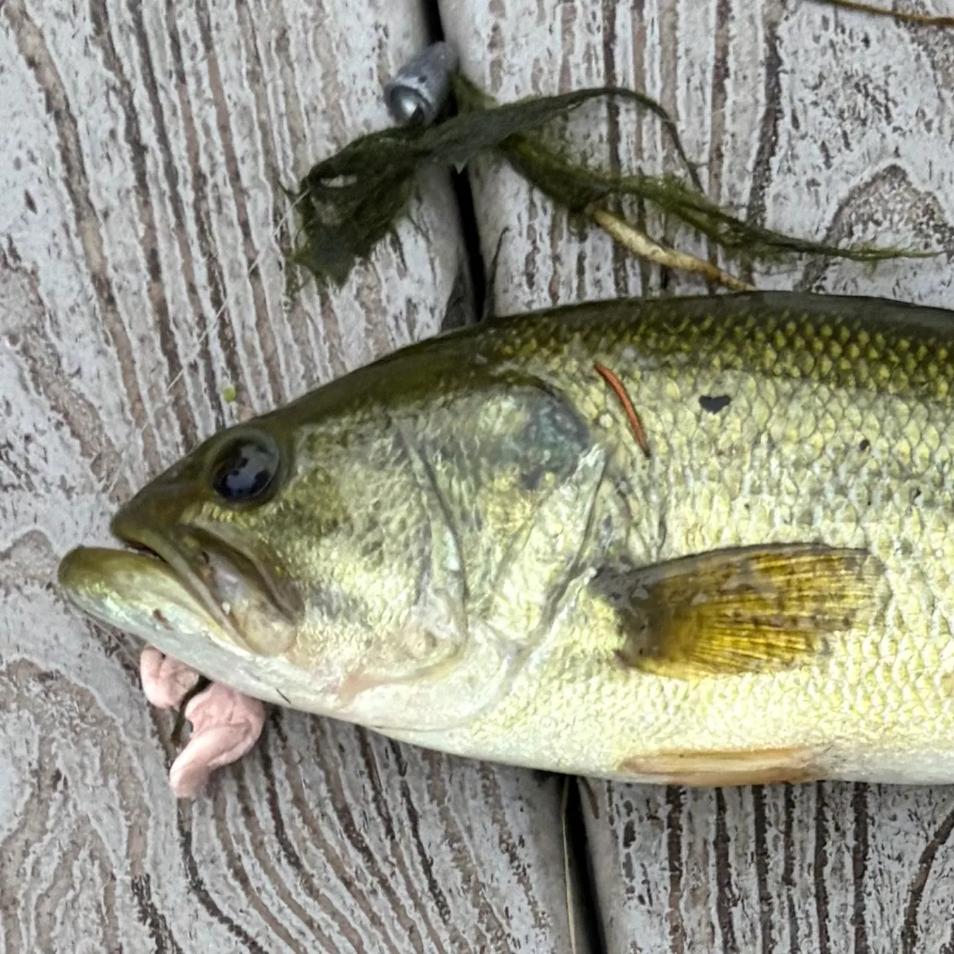 Fish caught on Fishbrain