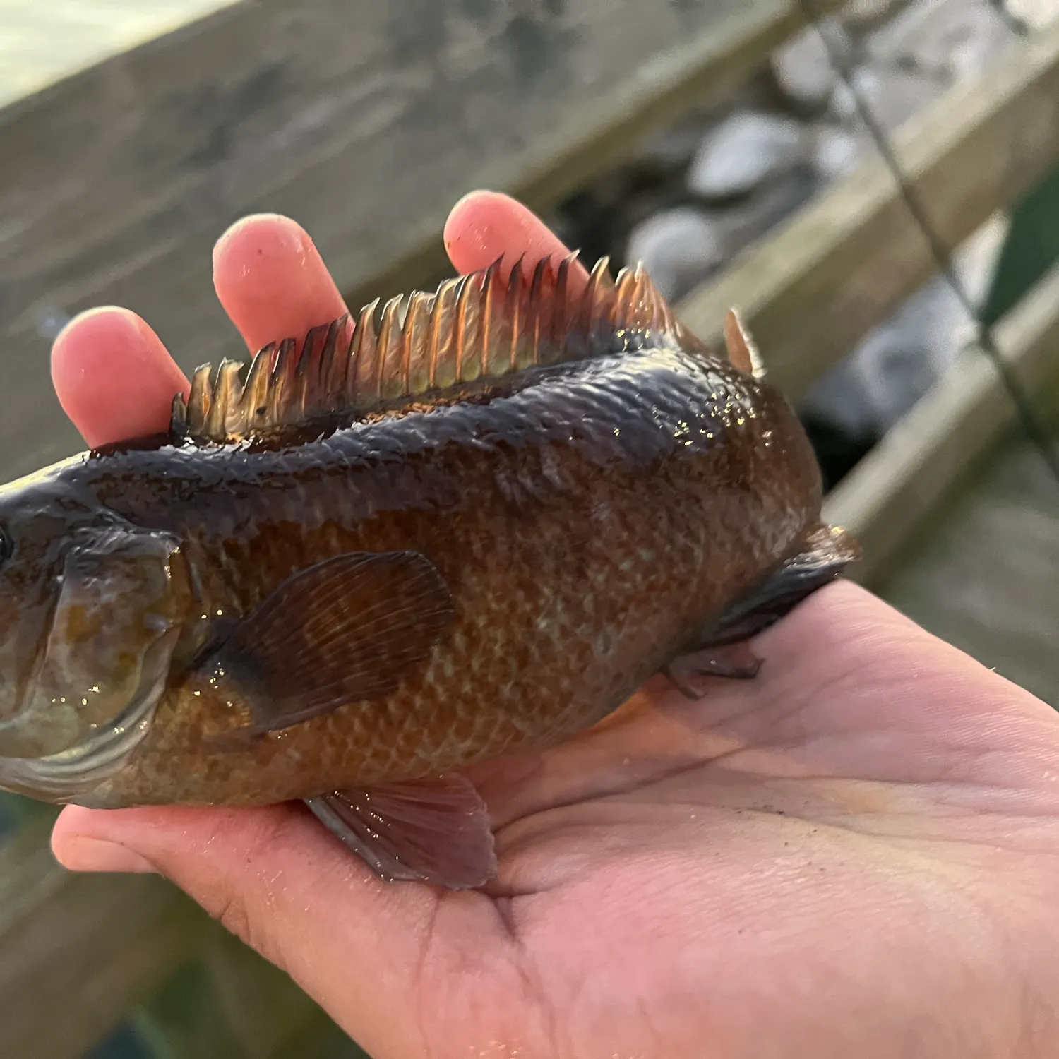 Cunner caught on Fishbrain