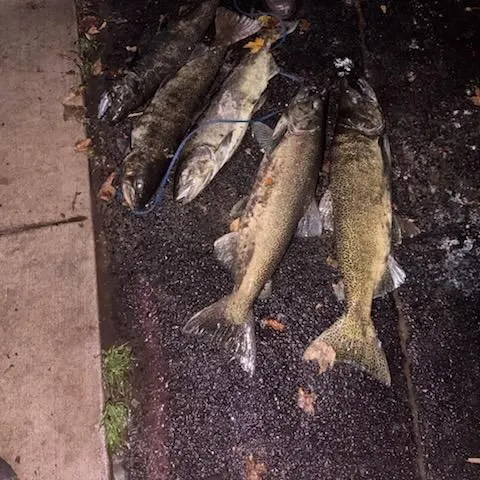 Chinook salmon caught on Fishbrain