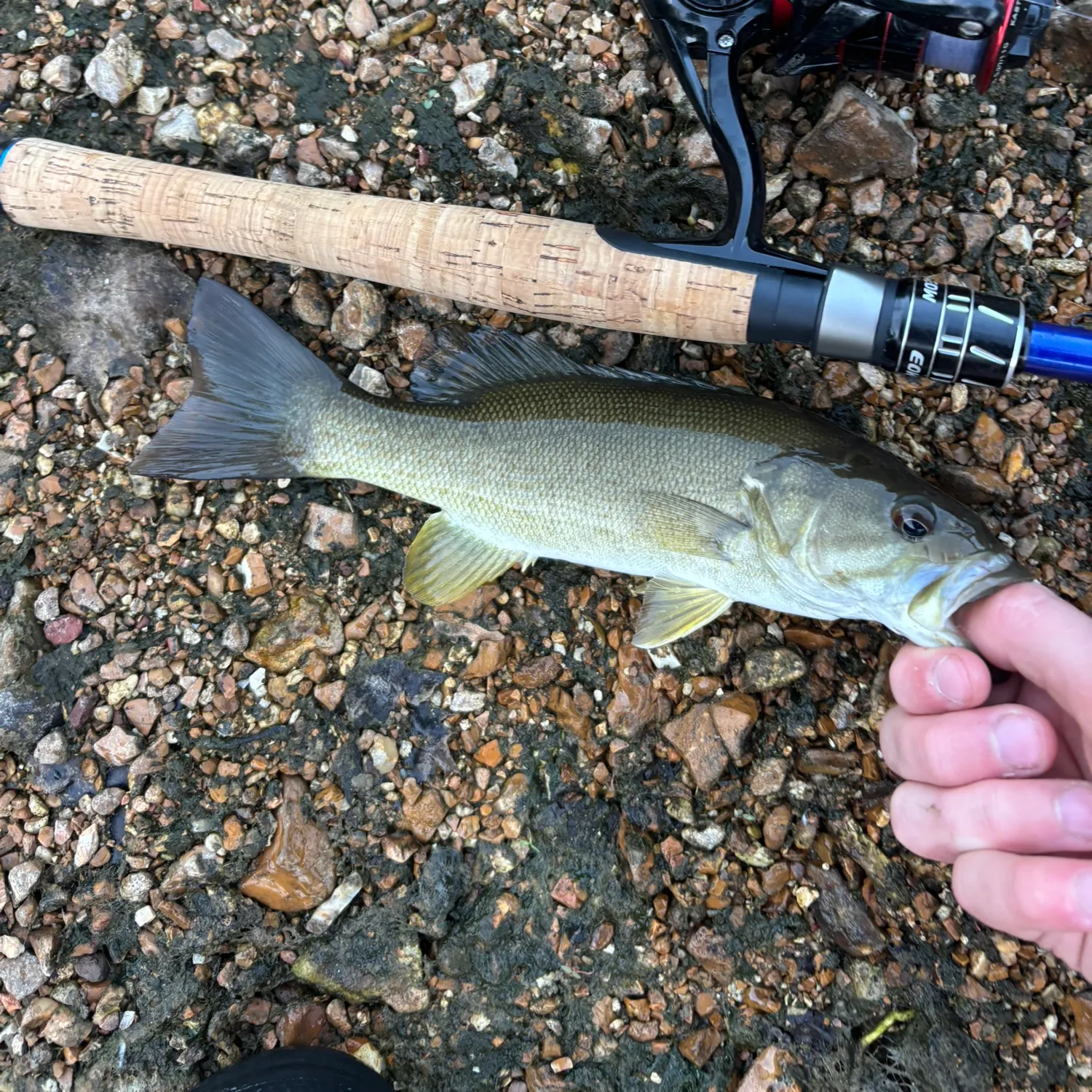 Smallmouth bass caught on Fishbrain