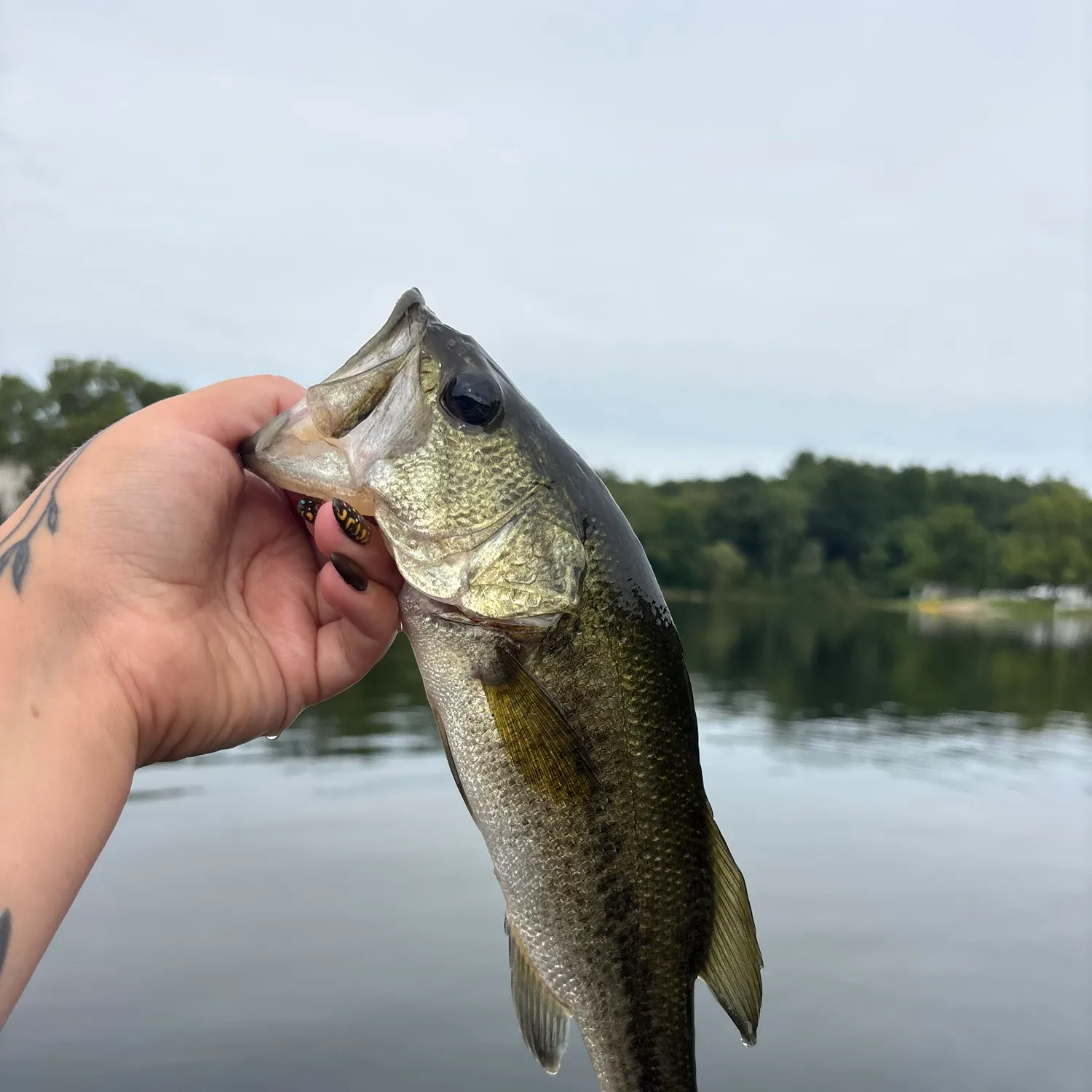 Largemouth bass caught on Fishbrain