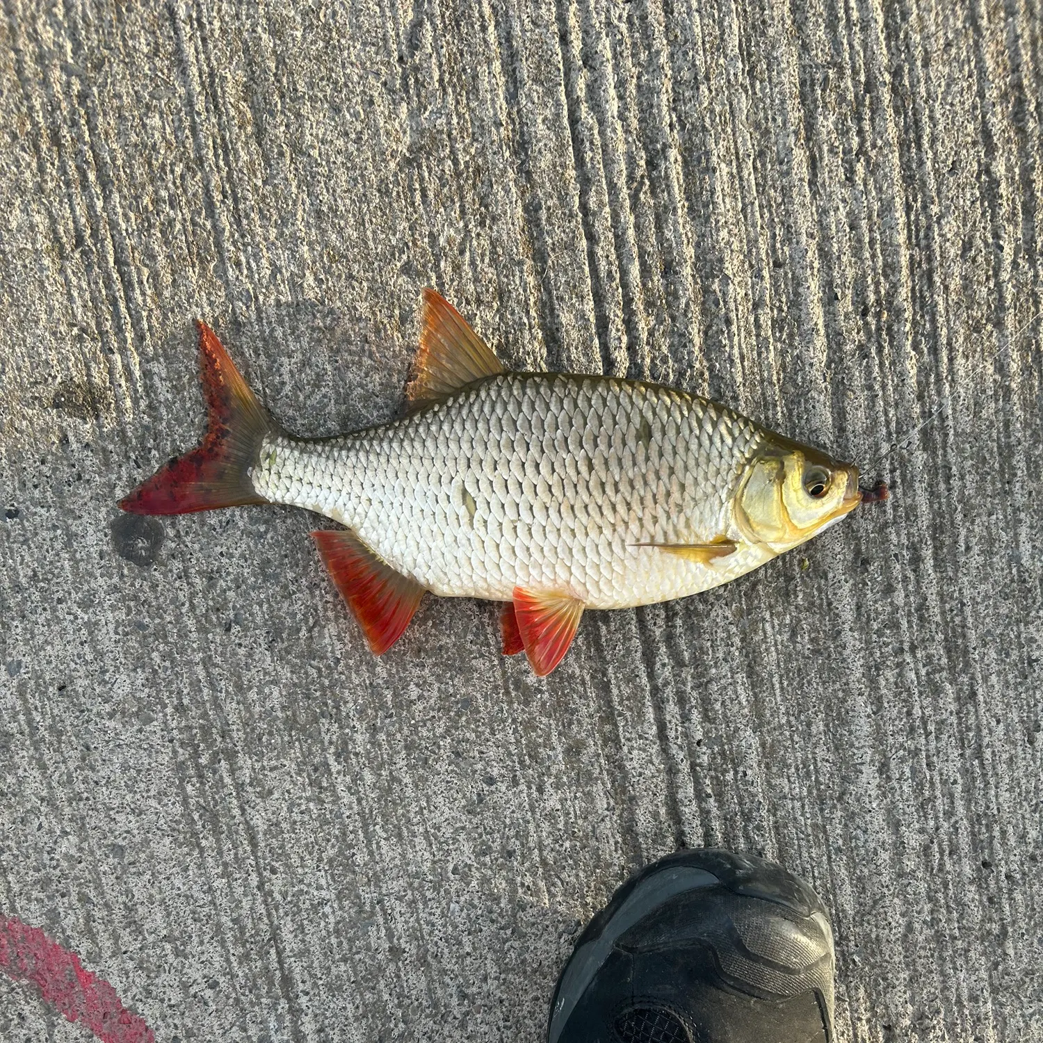 The most recent Common rudd catches on Fishbrain