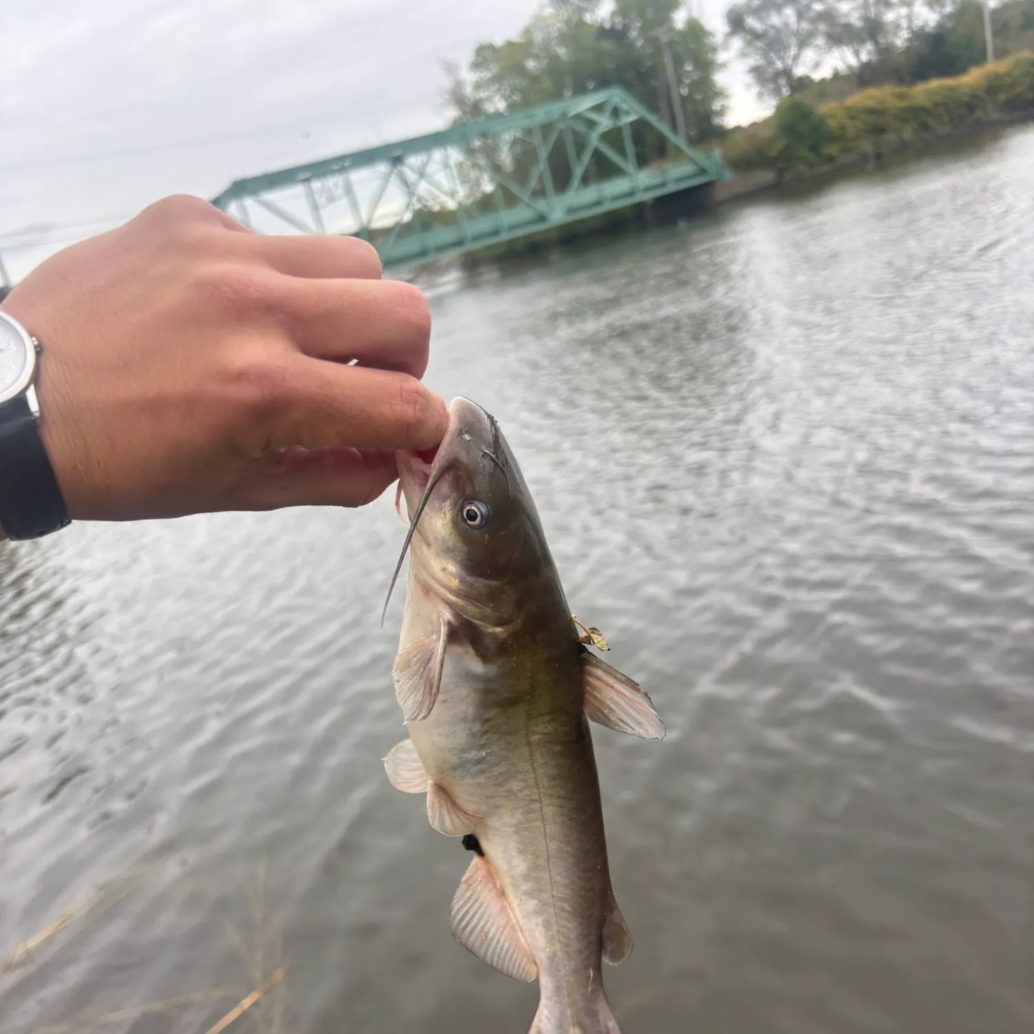 White bullhead caught on Fishbrain