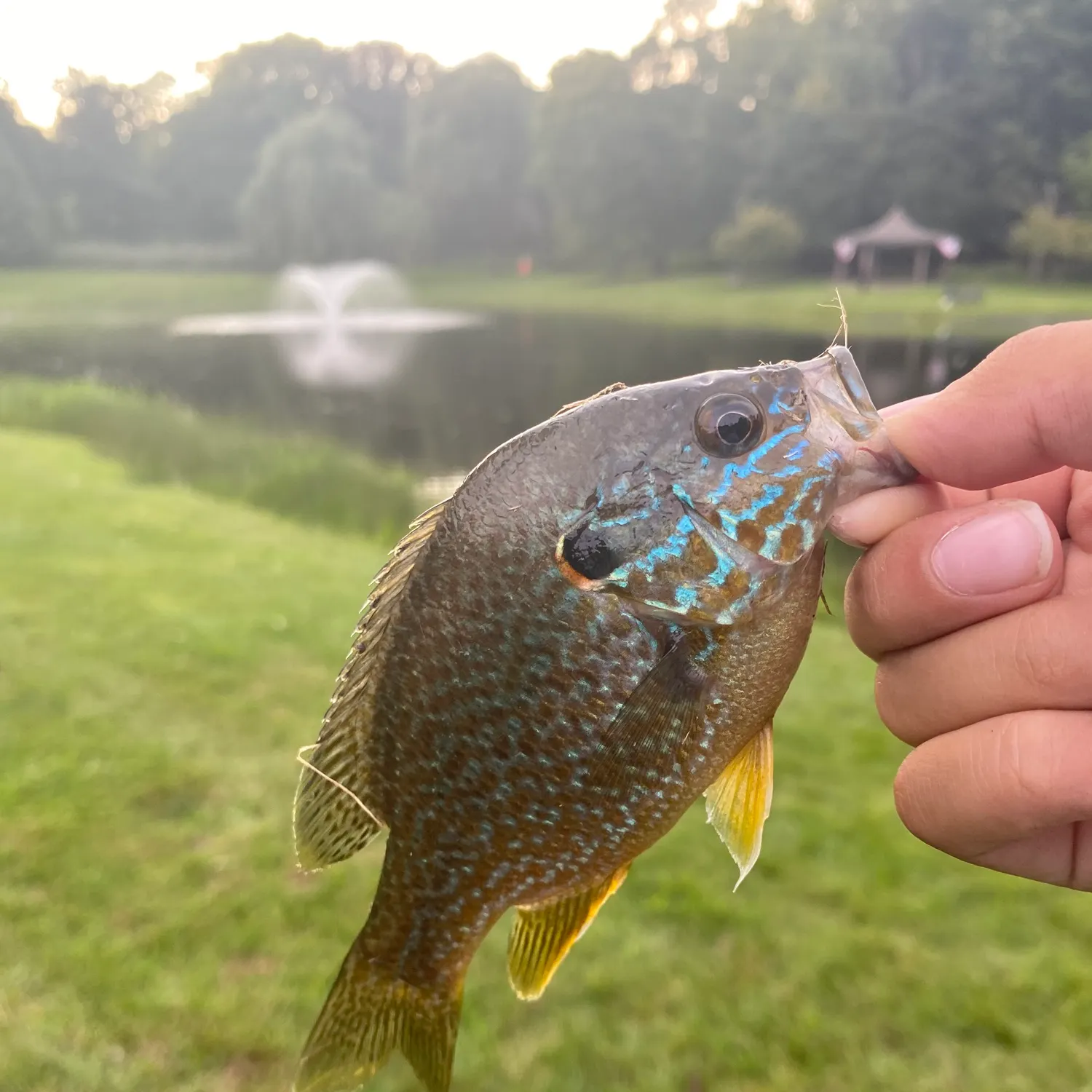 Greengill hybrid caught on Fishbrain