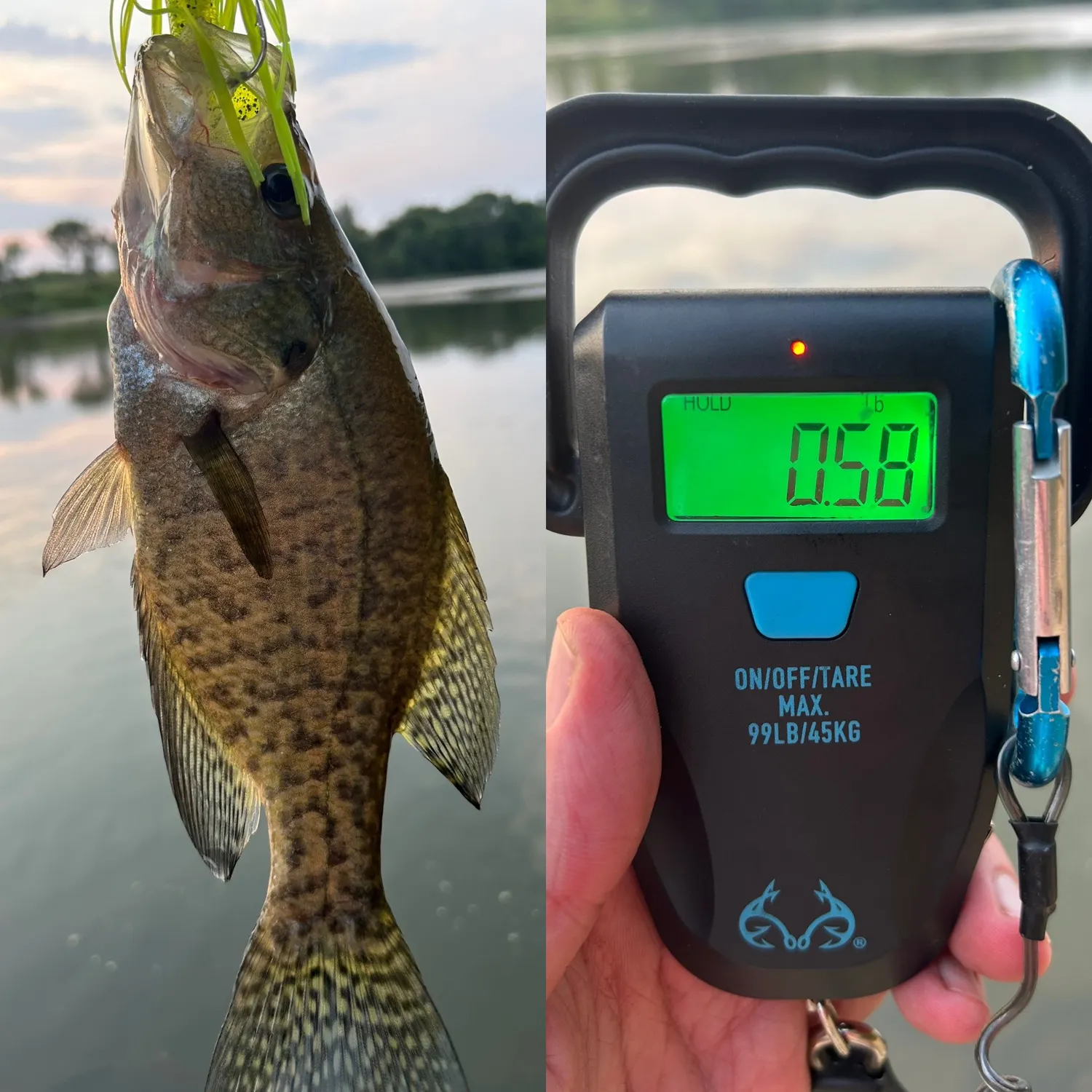 recently logged catches