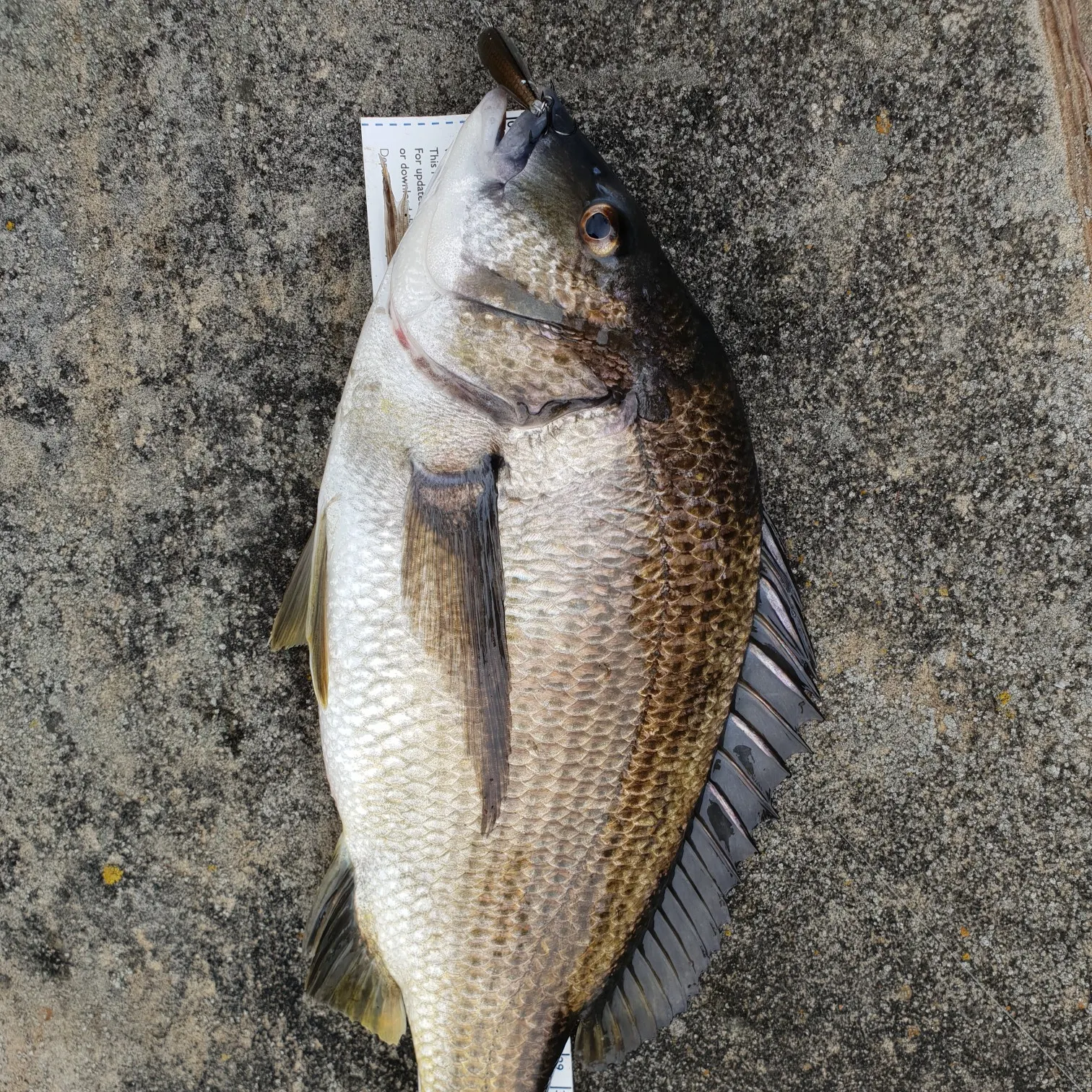 recently logged catches