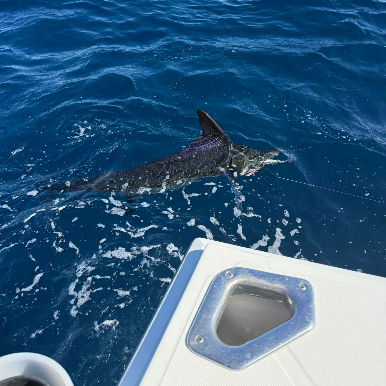 The most recent Striped marlin catches on Fishbrain