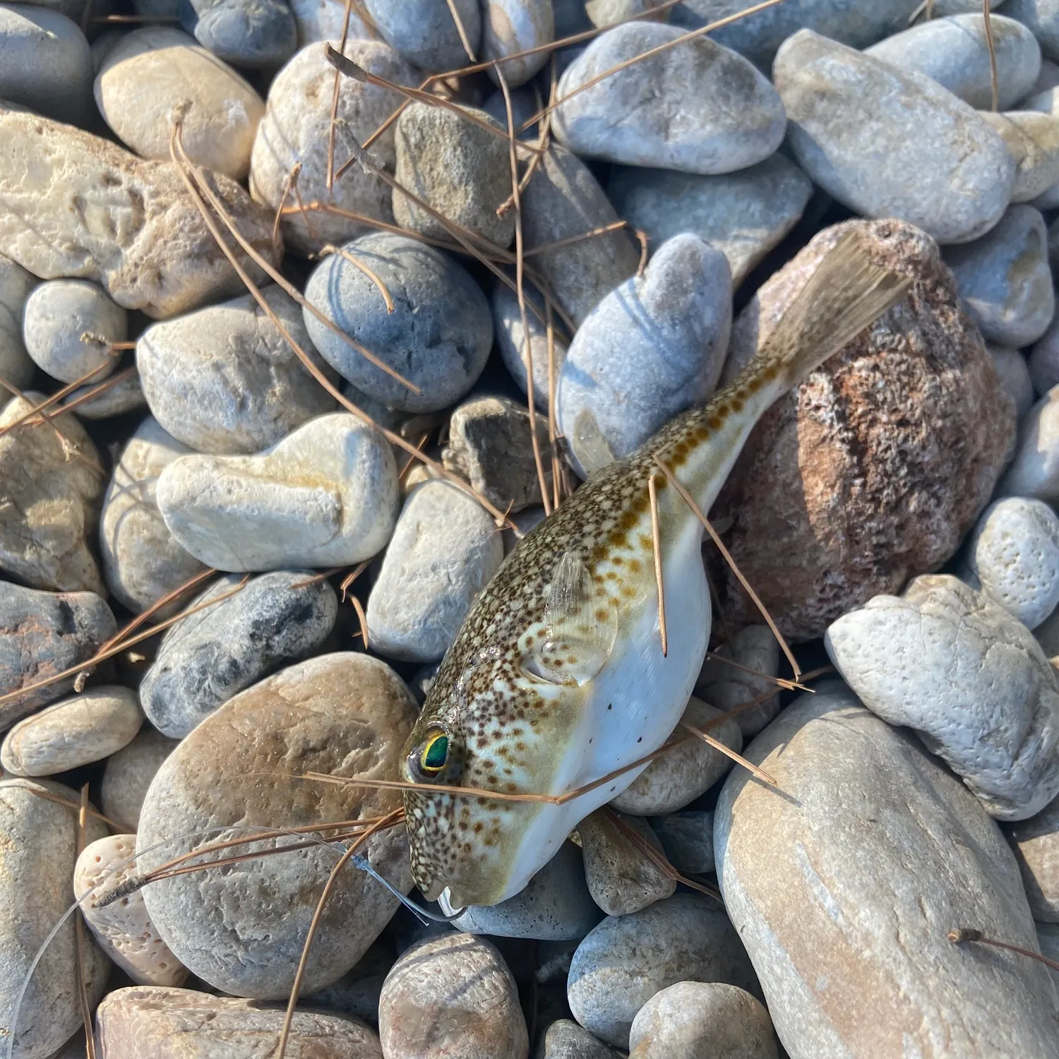 The most recent Southern puffer catches on Fishbrain
