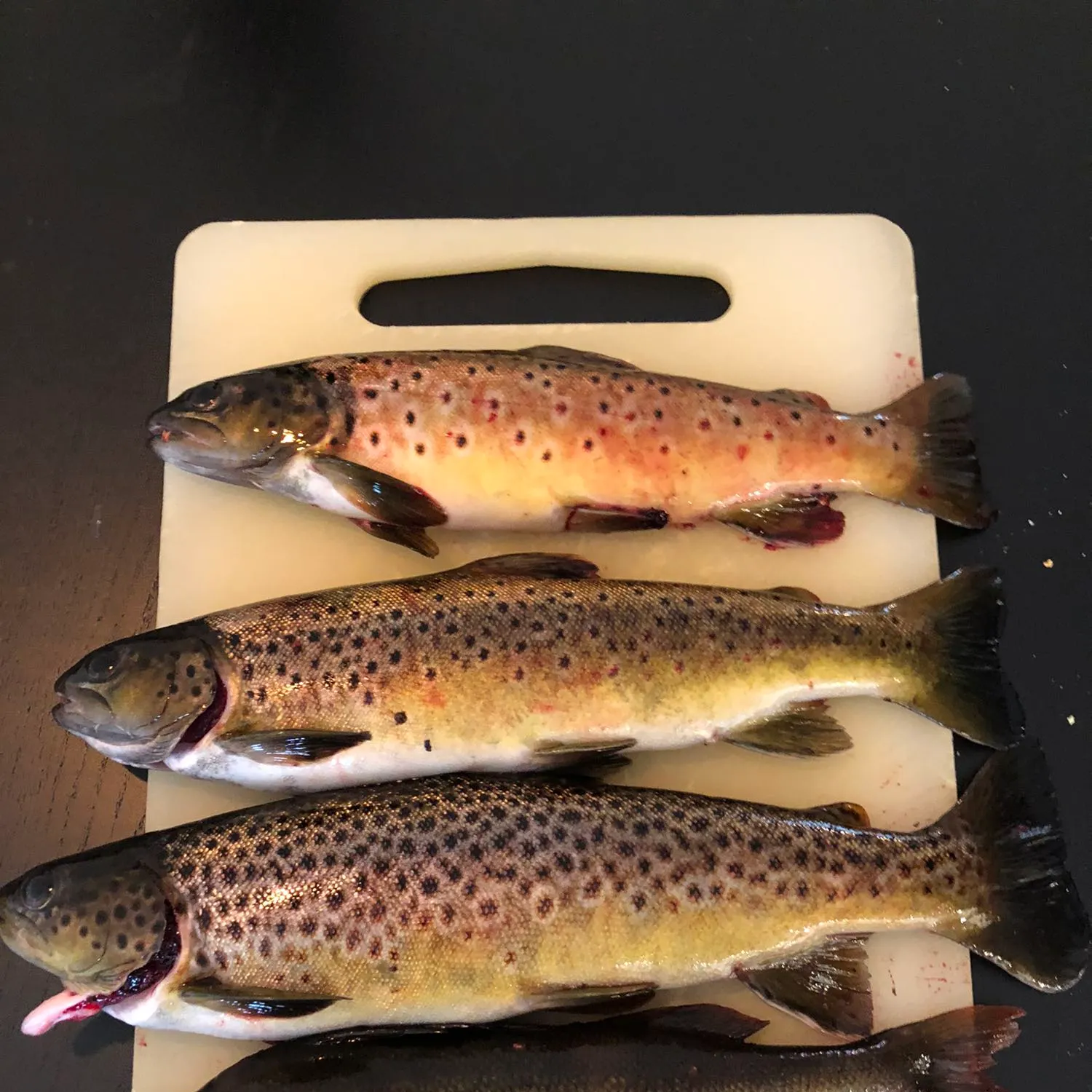 recently logged catches