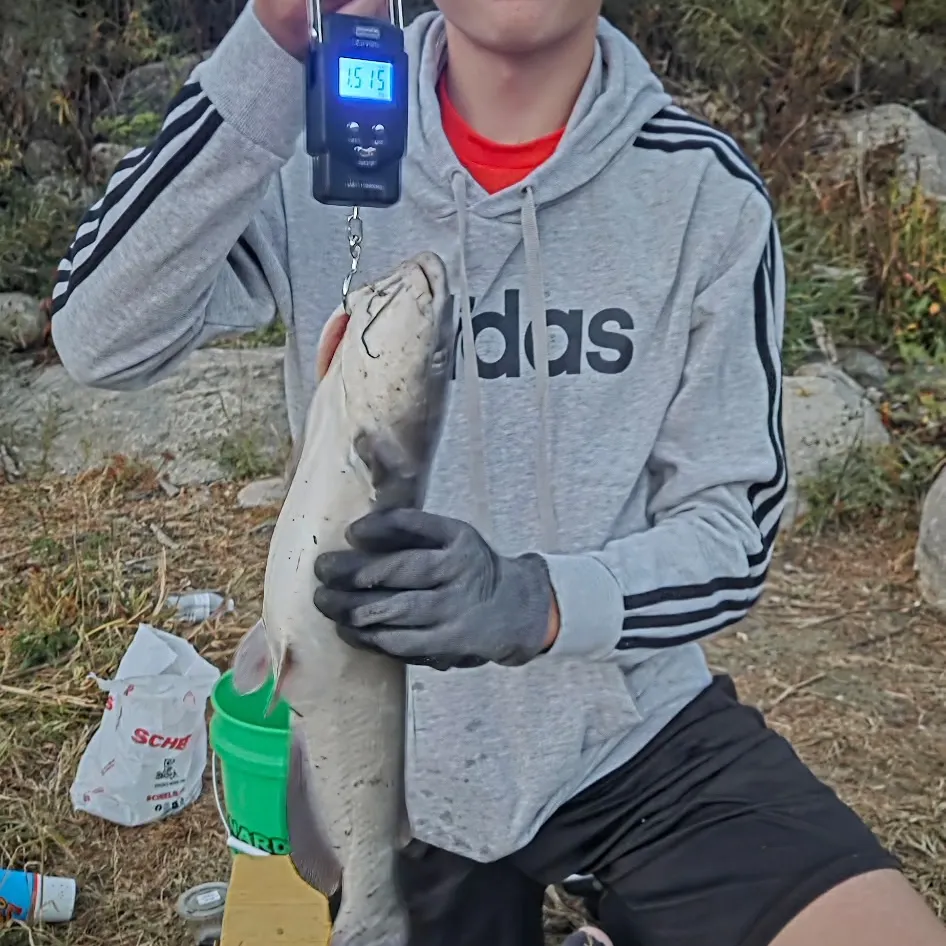 Channel catfish caught on Fishbrain