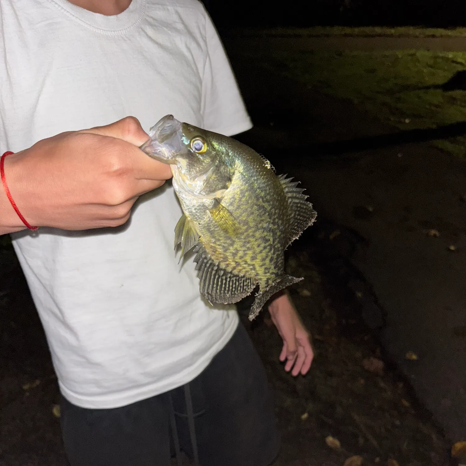 Black crappie caught on Fishbrain
