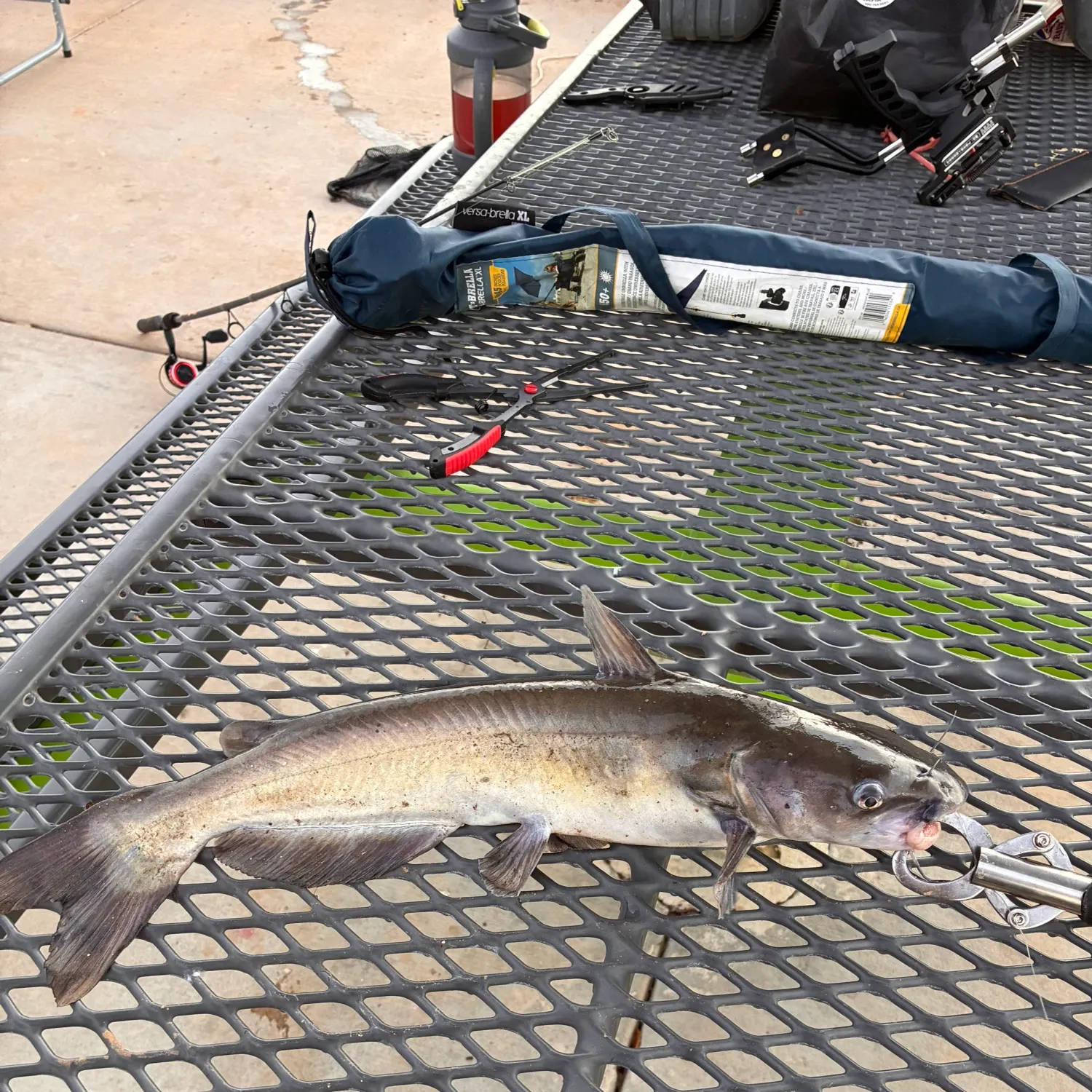 Channel catfish caught on Fishbrain