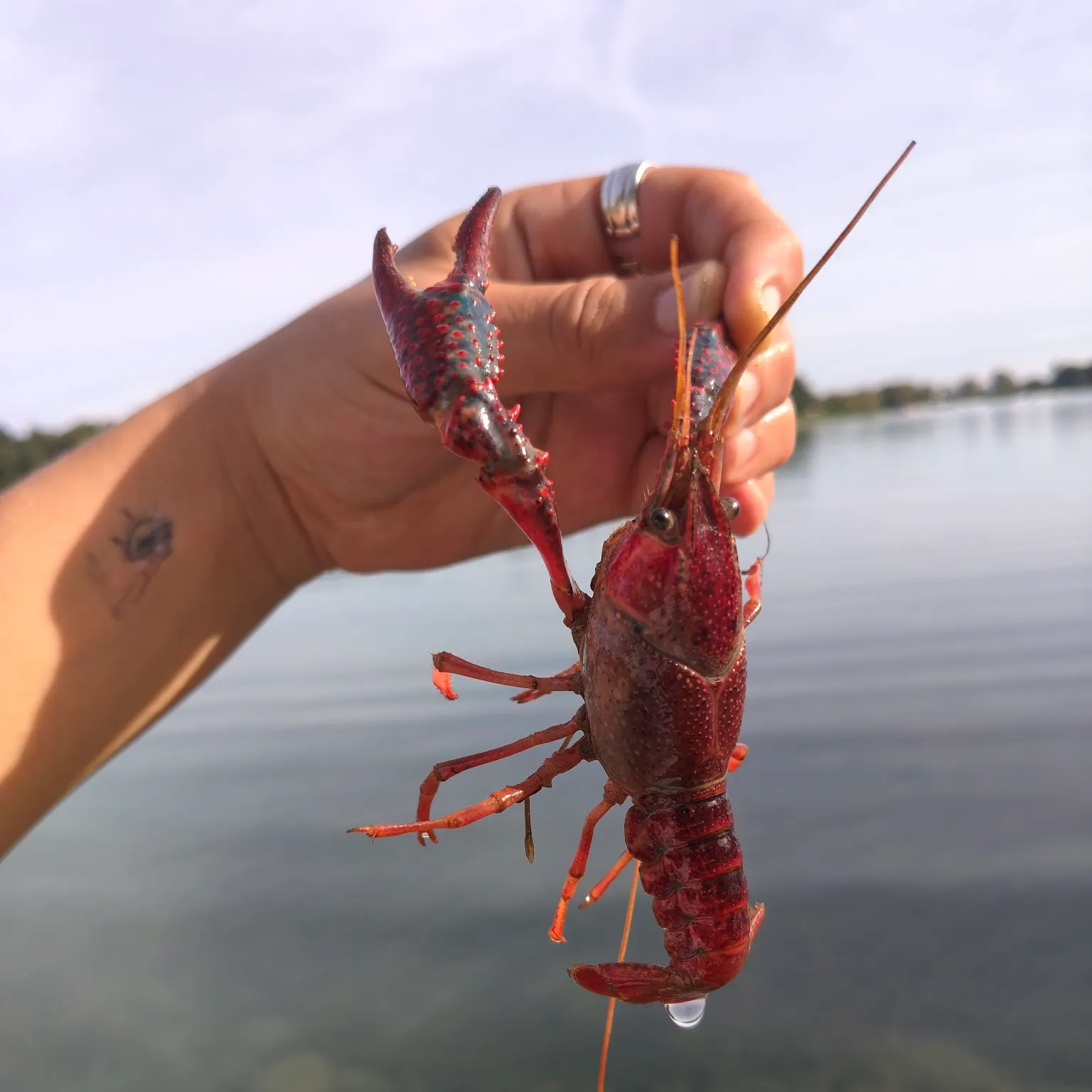 The most recent Red swamp crayfish catches on Fishbrain