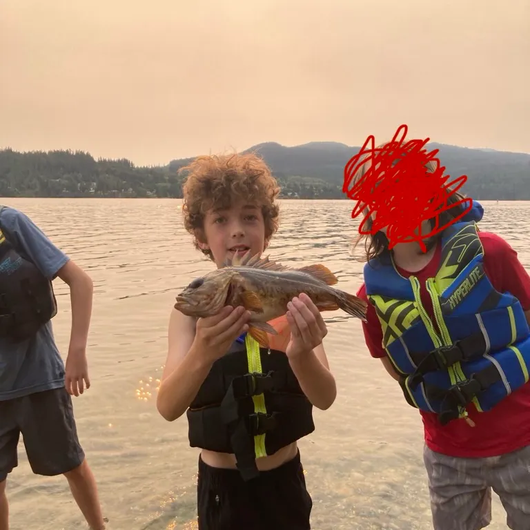 Brown rockfish caught on Fishbrain