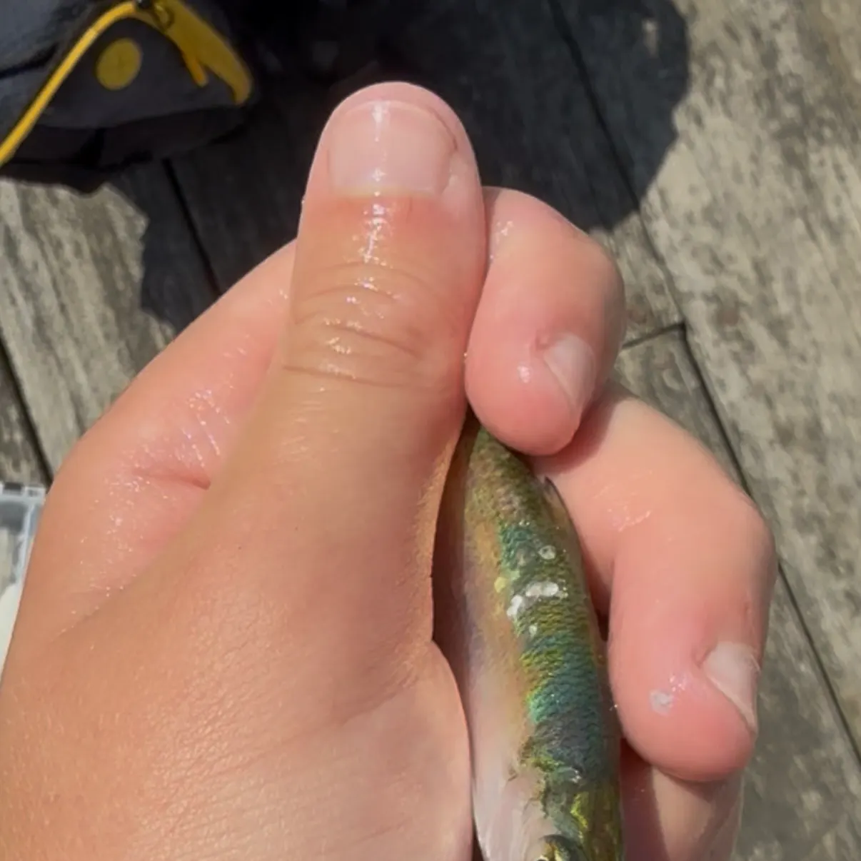 The most recent Atlantic menhaden catches on Fishbrain