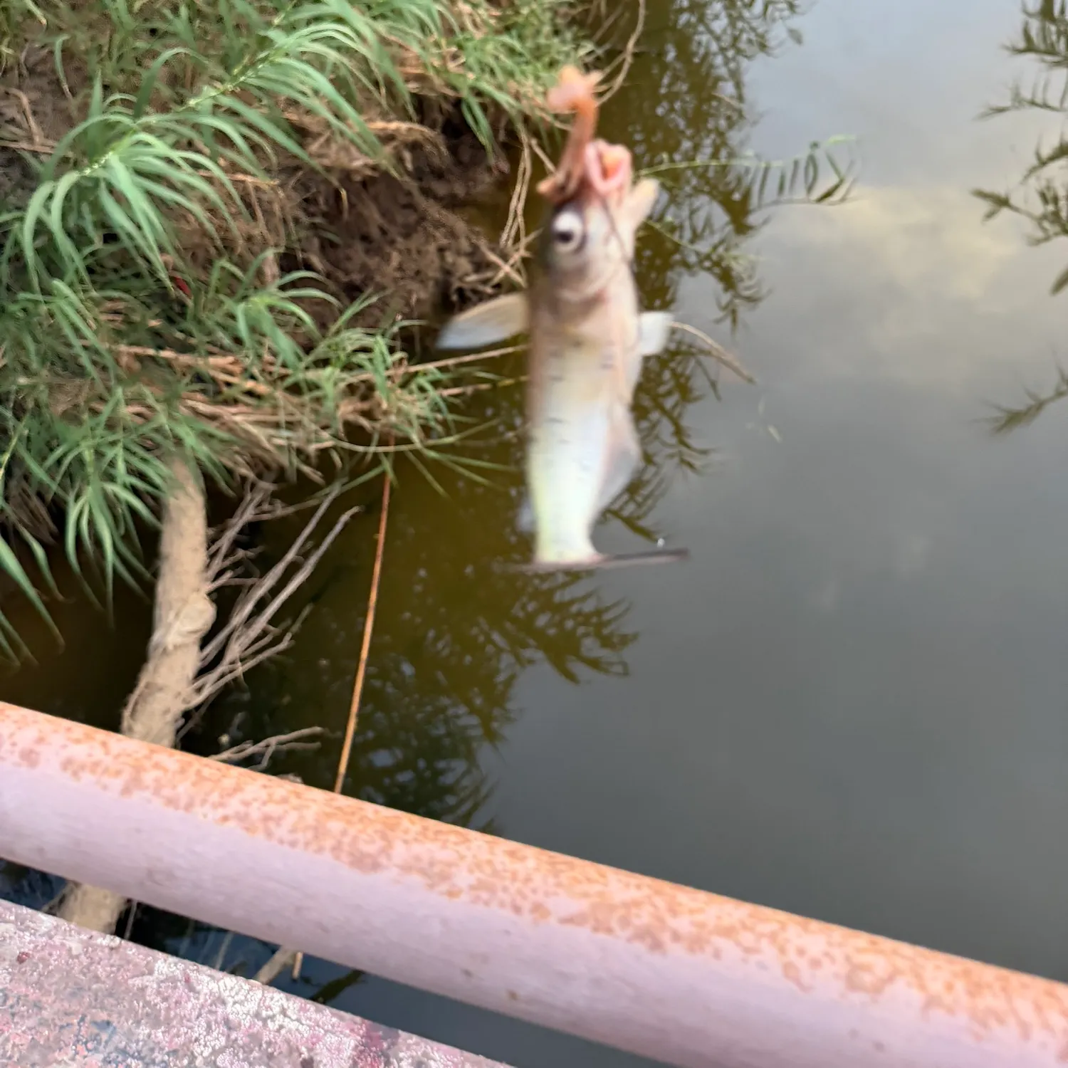 Channel catfish caught on Fishbrain