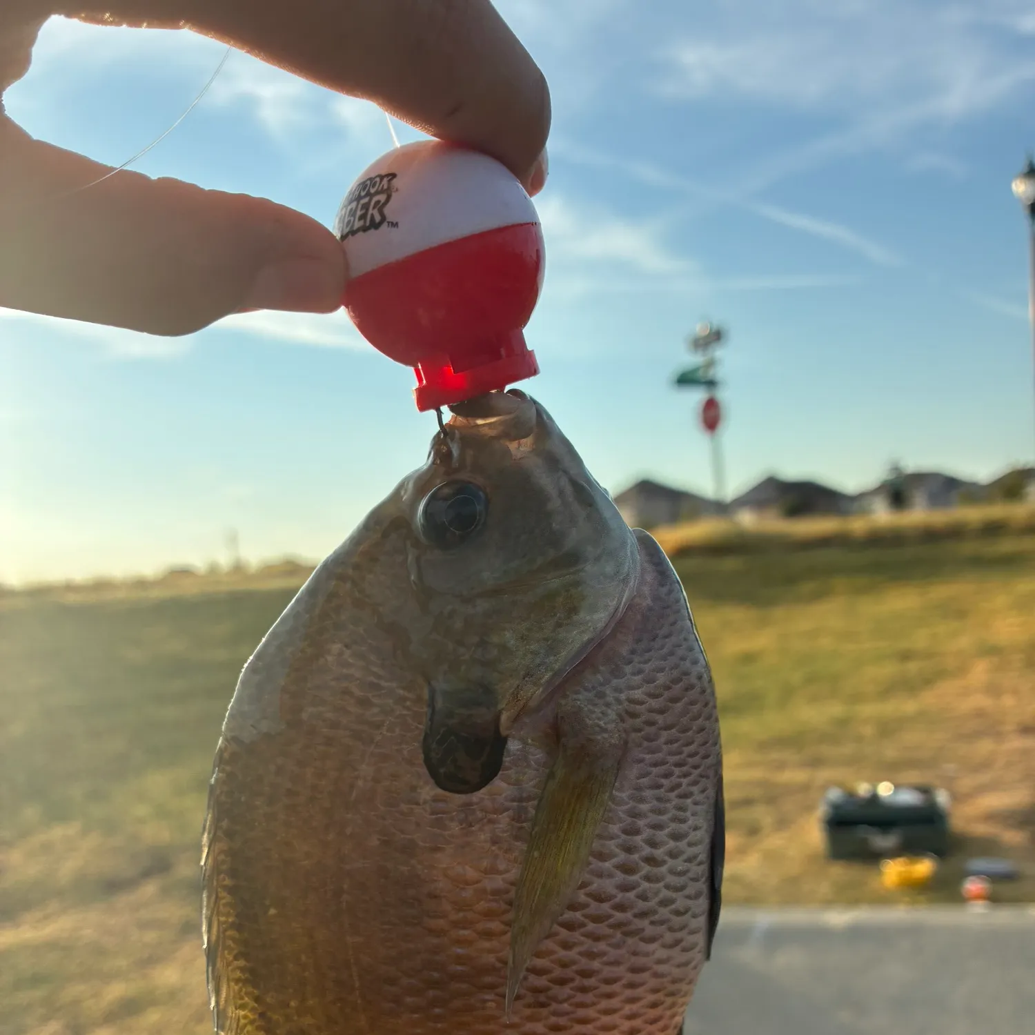 Bluegill caught on Fishbrain