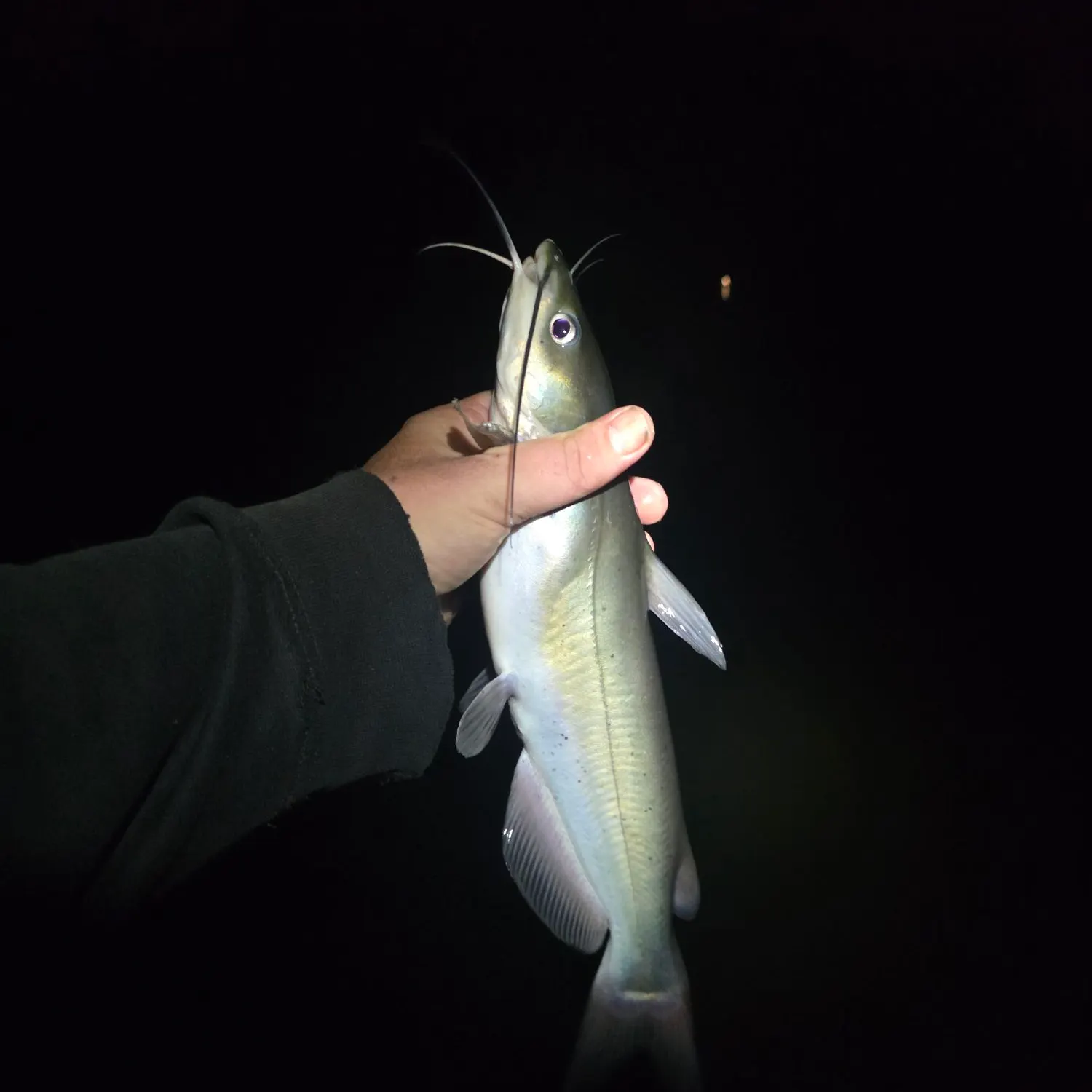 Channel catfish caught on Fishbrain