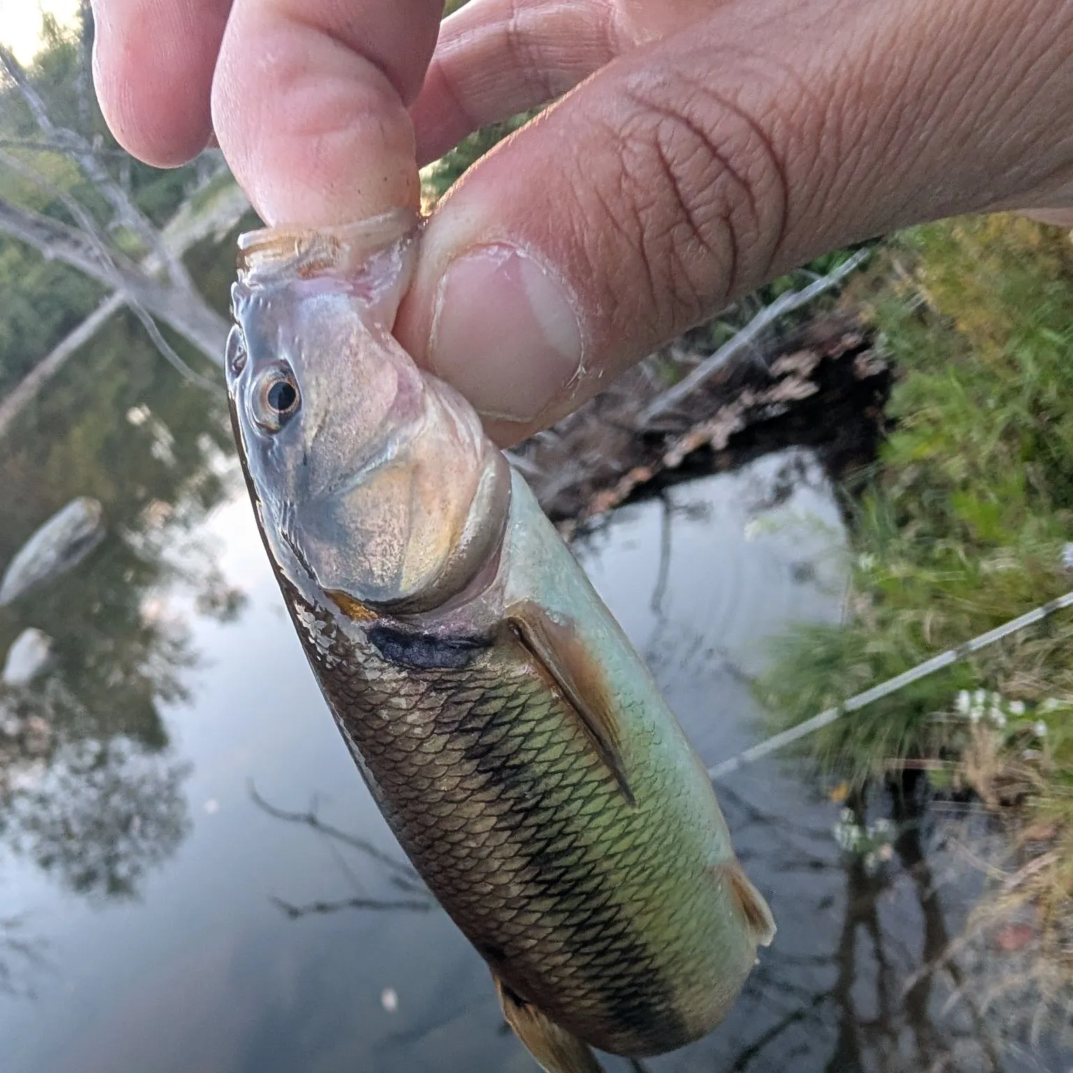 The most recent Fallfish catches on Fishbrain