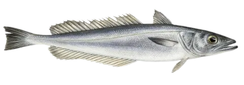 European hake
