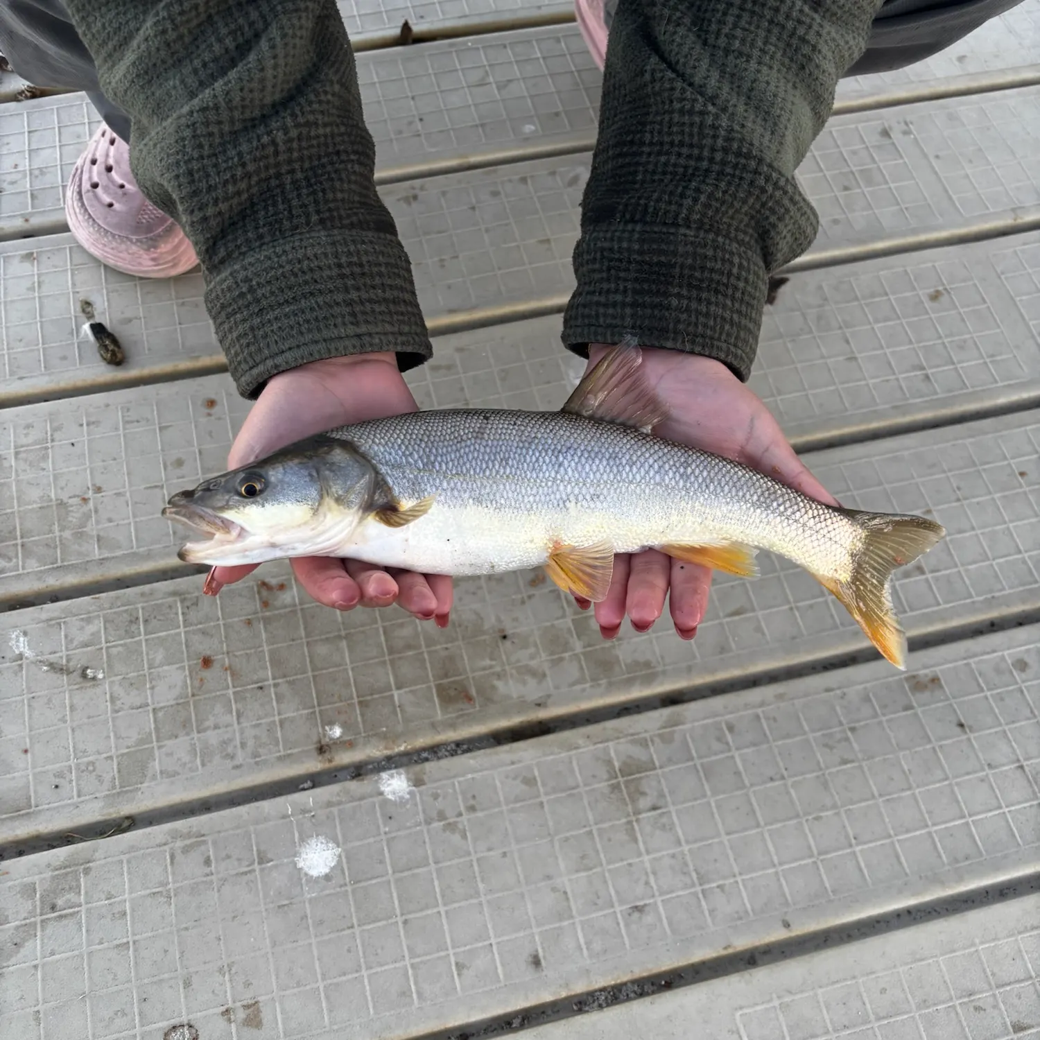Northern pikeminnow caught on Fishbrain