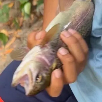 Coastal rainbow trout caught on Fishbrain