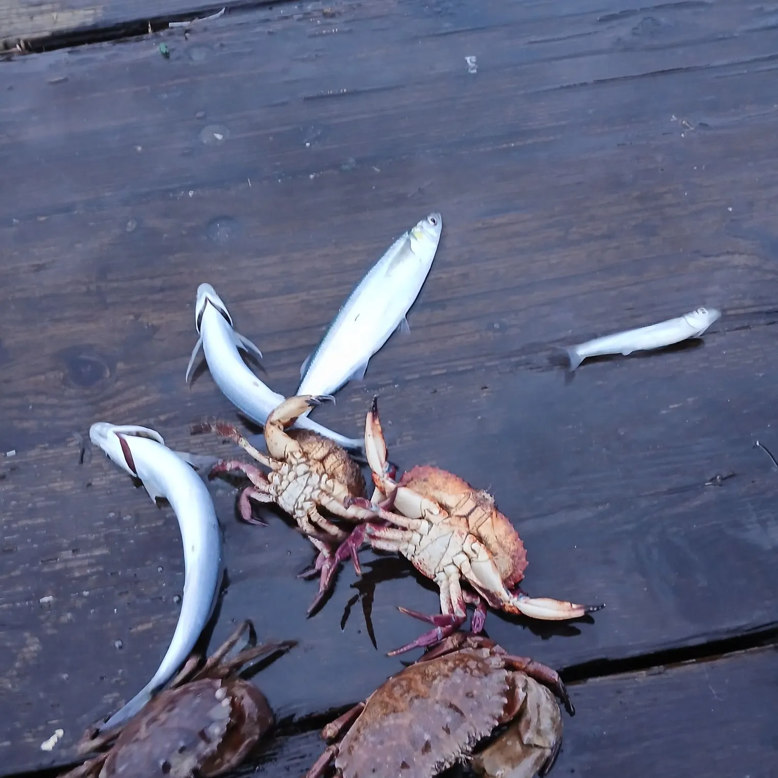 The most recent Surf smelt catches on Fishbrain