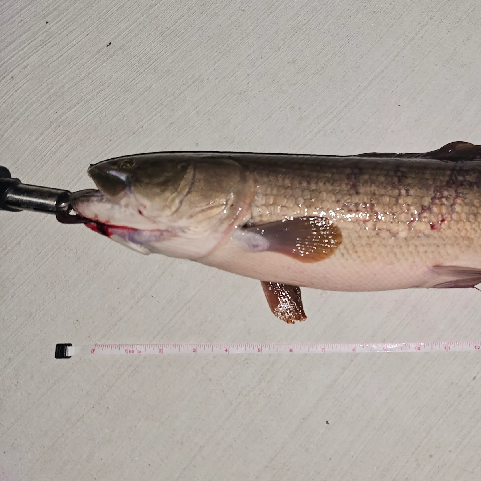 The most recent Eyetail bowfin catches on Fishbrain