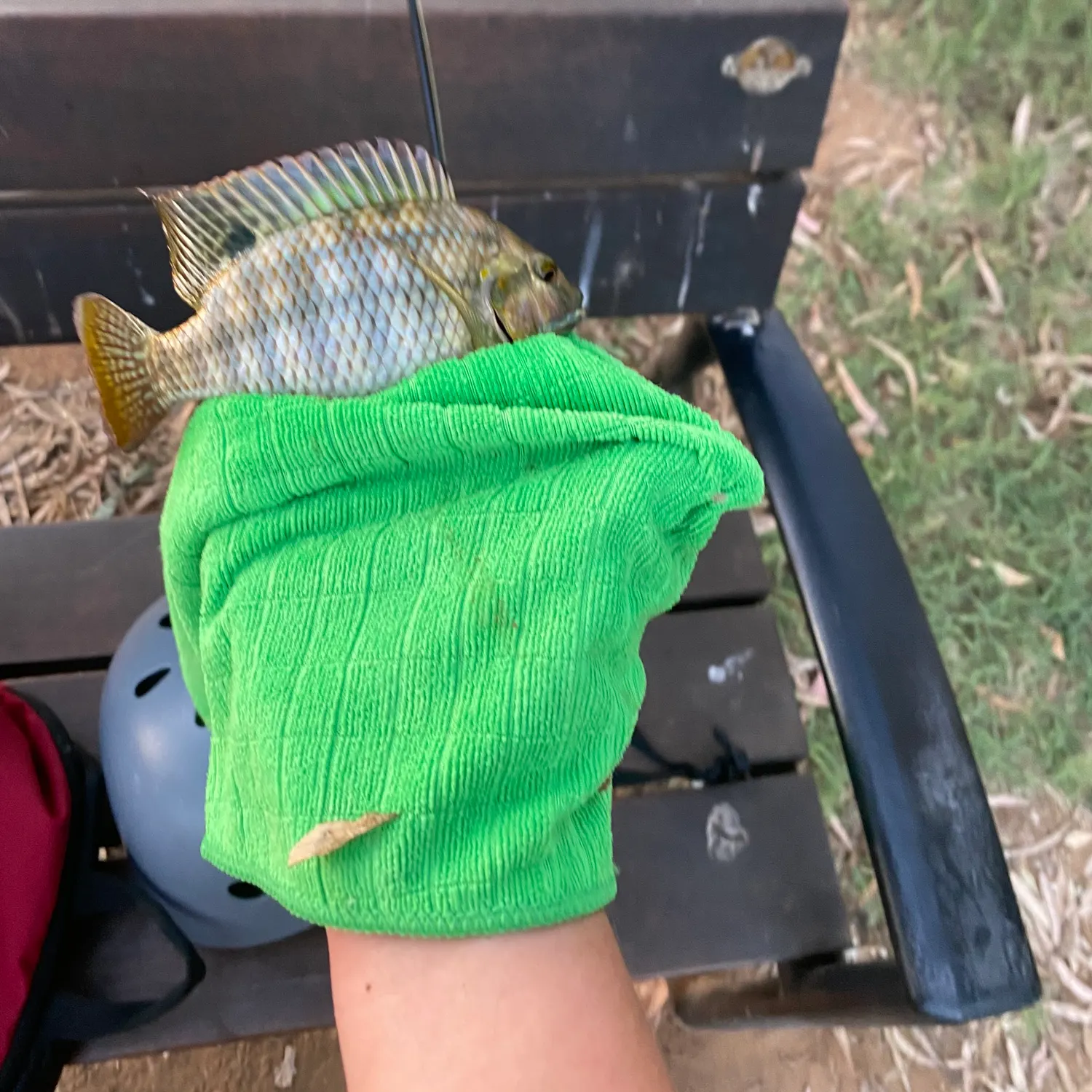 Redbelly tilapia caught on Fishbrain
