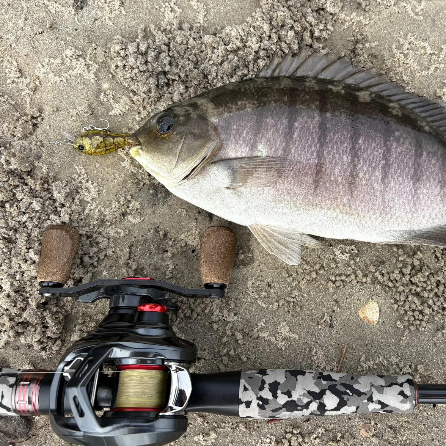 The most recent Luderick catches on Fishbrain