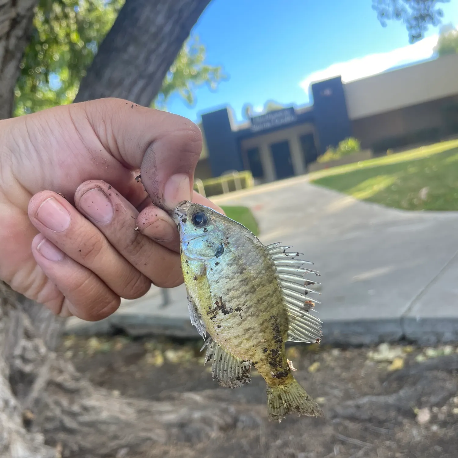 Bluegill caught on Fishbrain