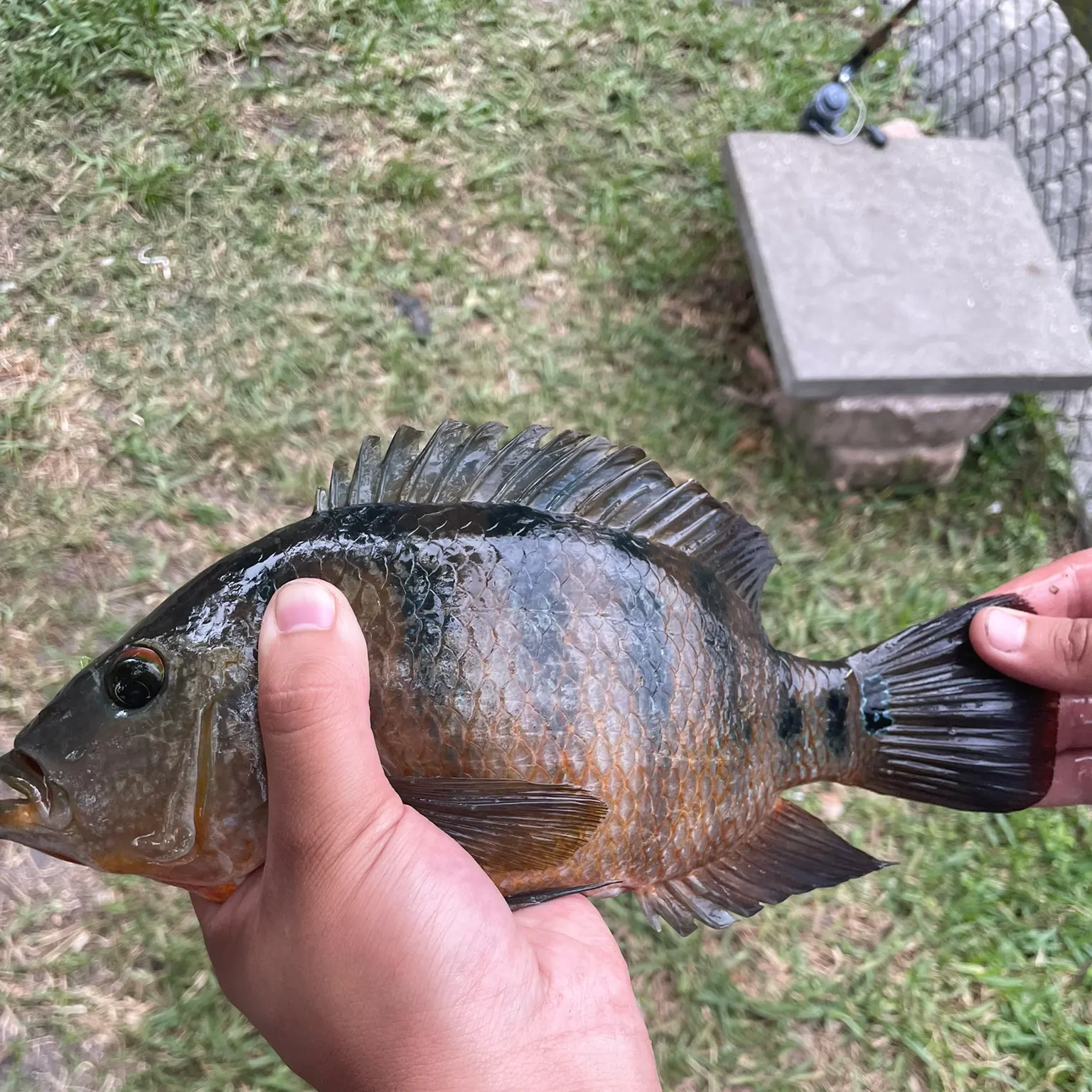 The most recent Mayan cichlid catches on Fishbrain