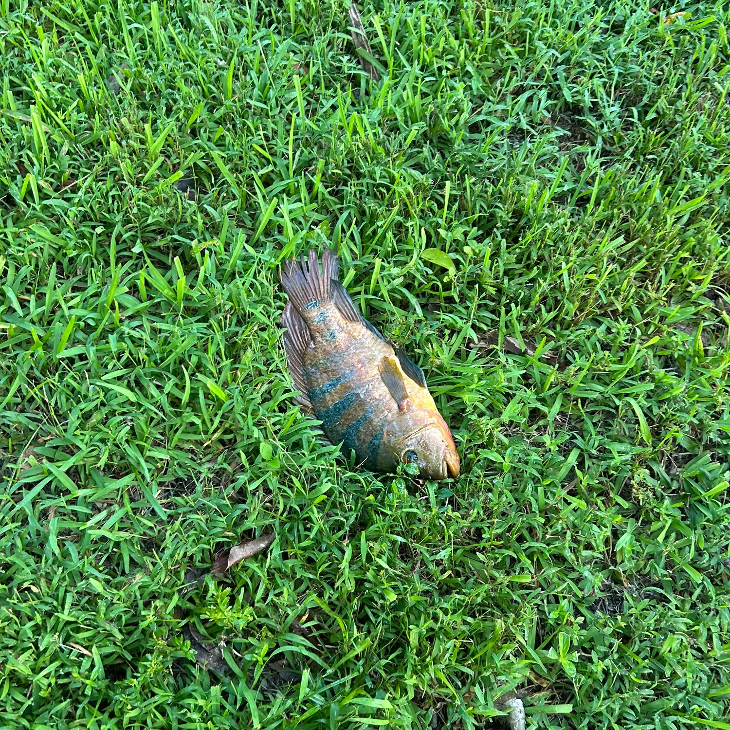 The most recent Mayan cichlid catches on Fishbrain