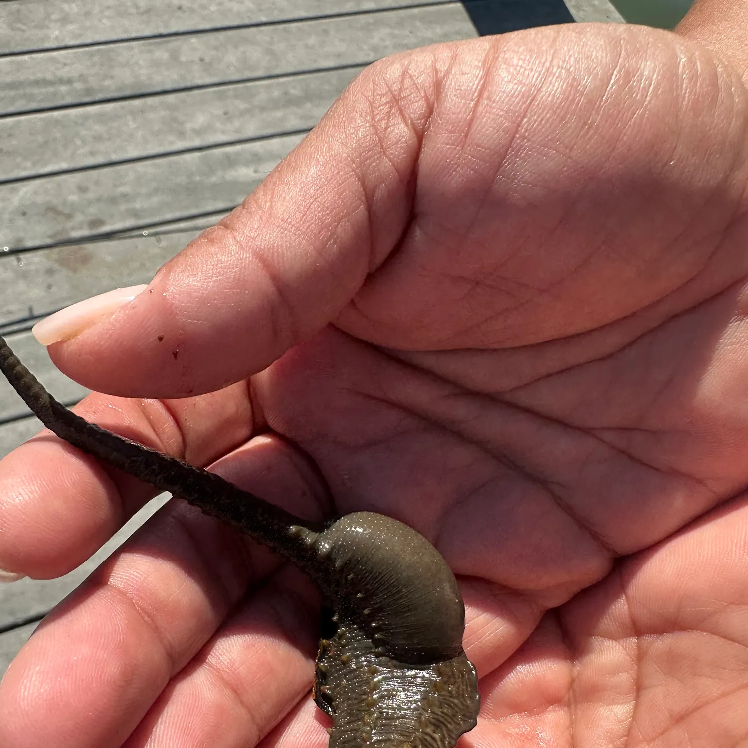 The most recent Great seahorse catches on Fishbrain