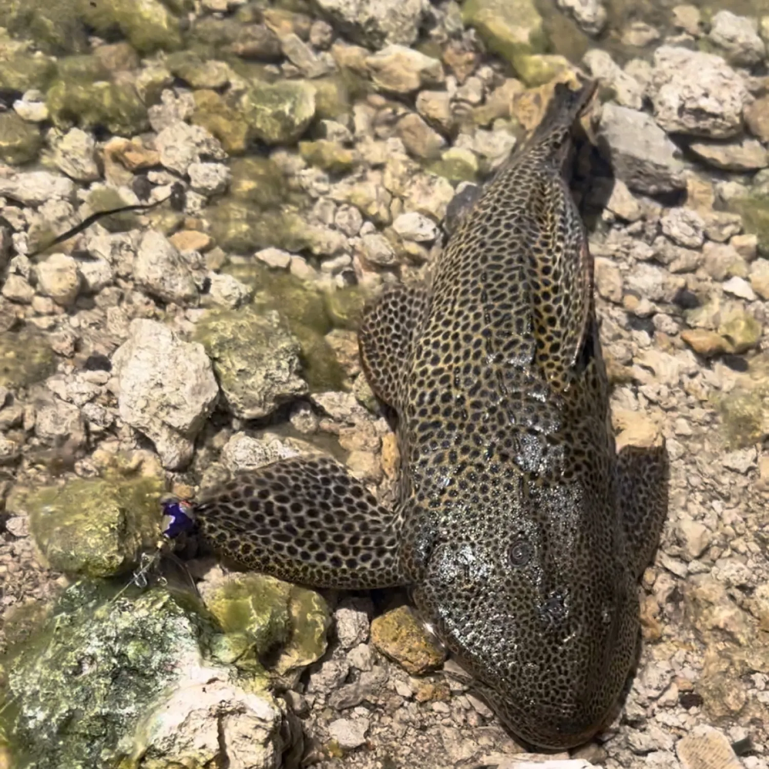 The most recent Amazon sailfin catfish catches on Fishbrain