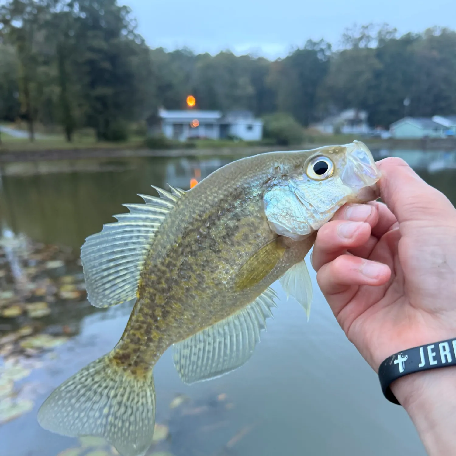 White crappie caught on Fishbrain