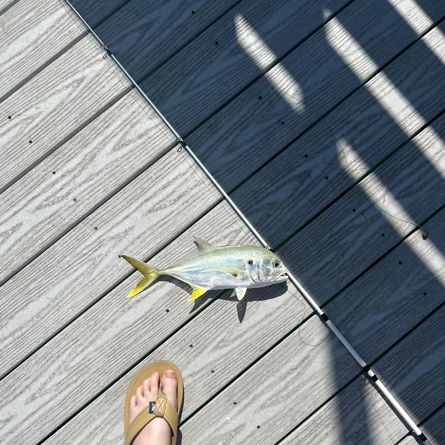 The most recent Leatherjack catches on Fishbrain