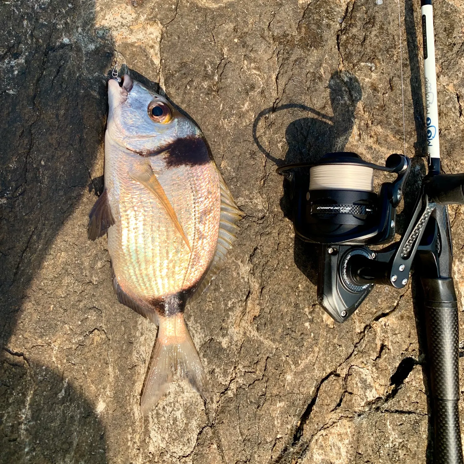 The most recent Common two-banded seabream catches on Fishbrain