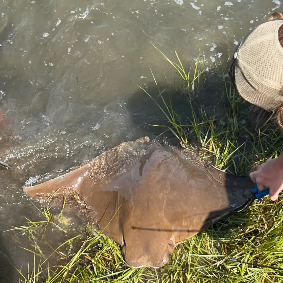 The most recent Cownose Ray catches on Fishbrain